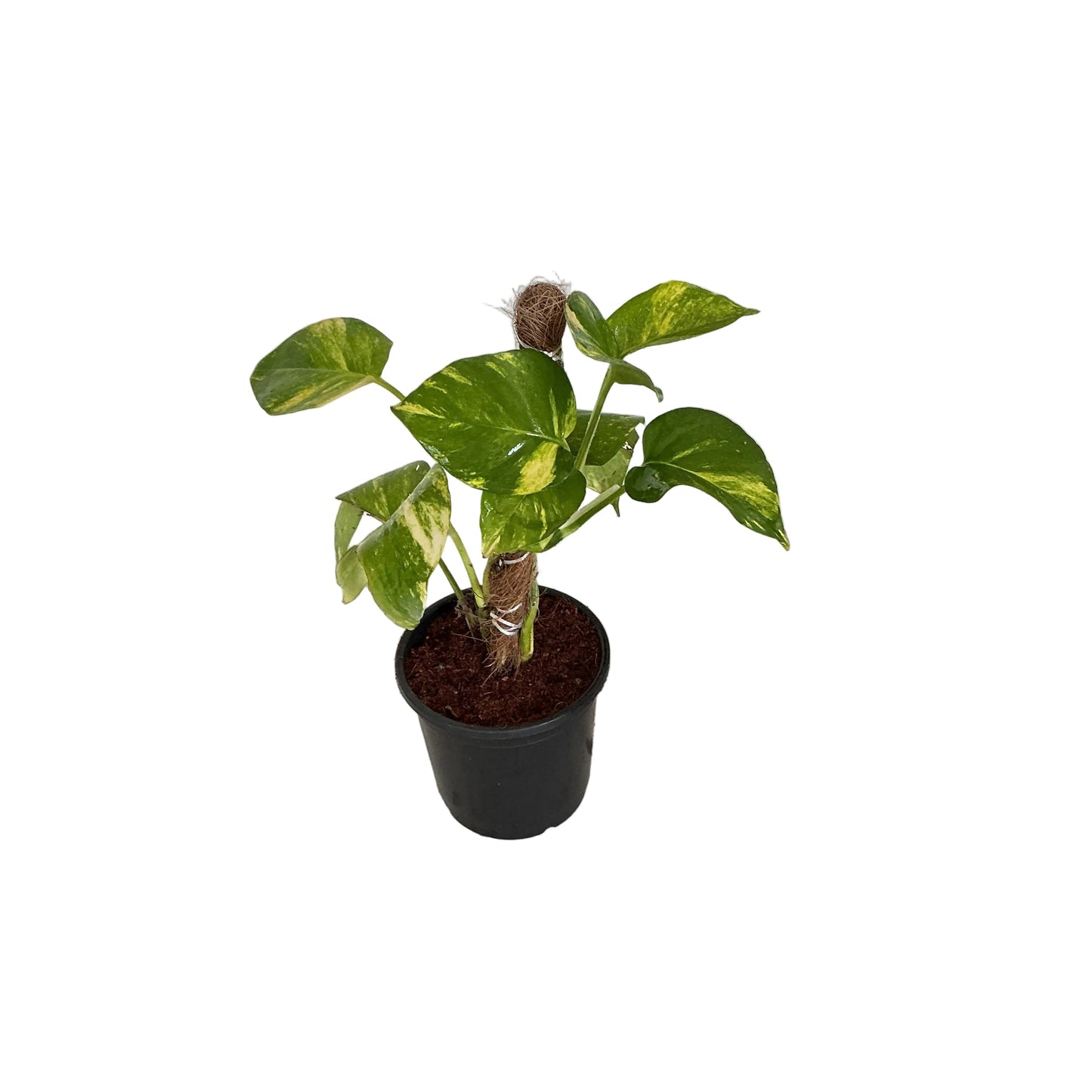 Money Plant In 6 Inch Nursery Pot