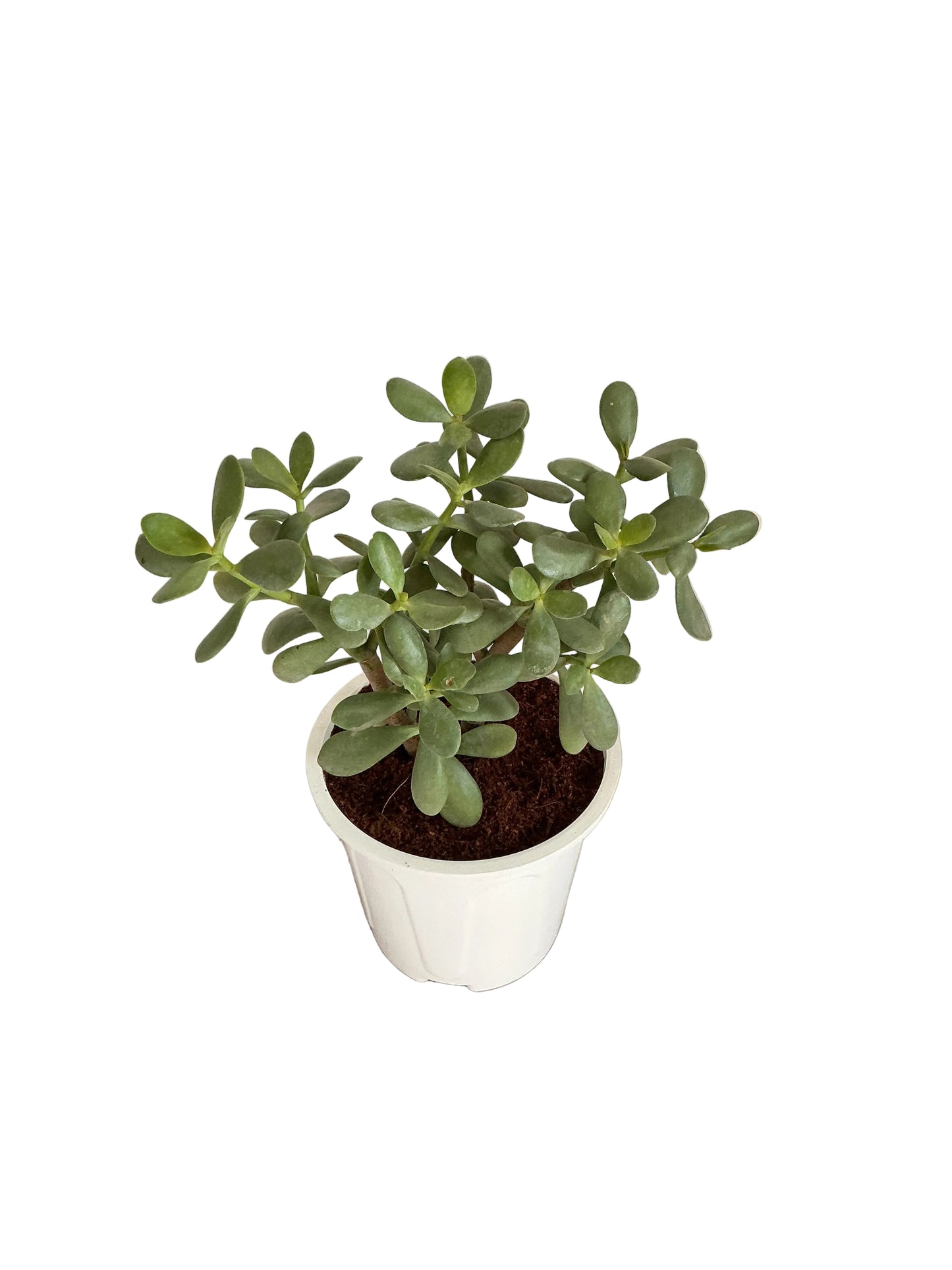 Crassula plant in 6 inch white nursery pots