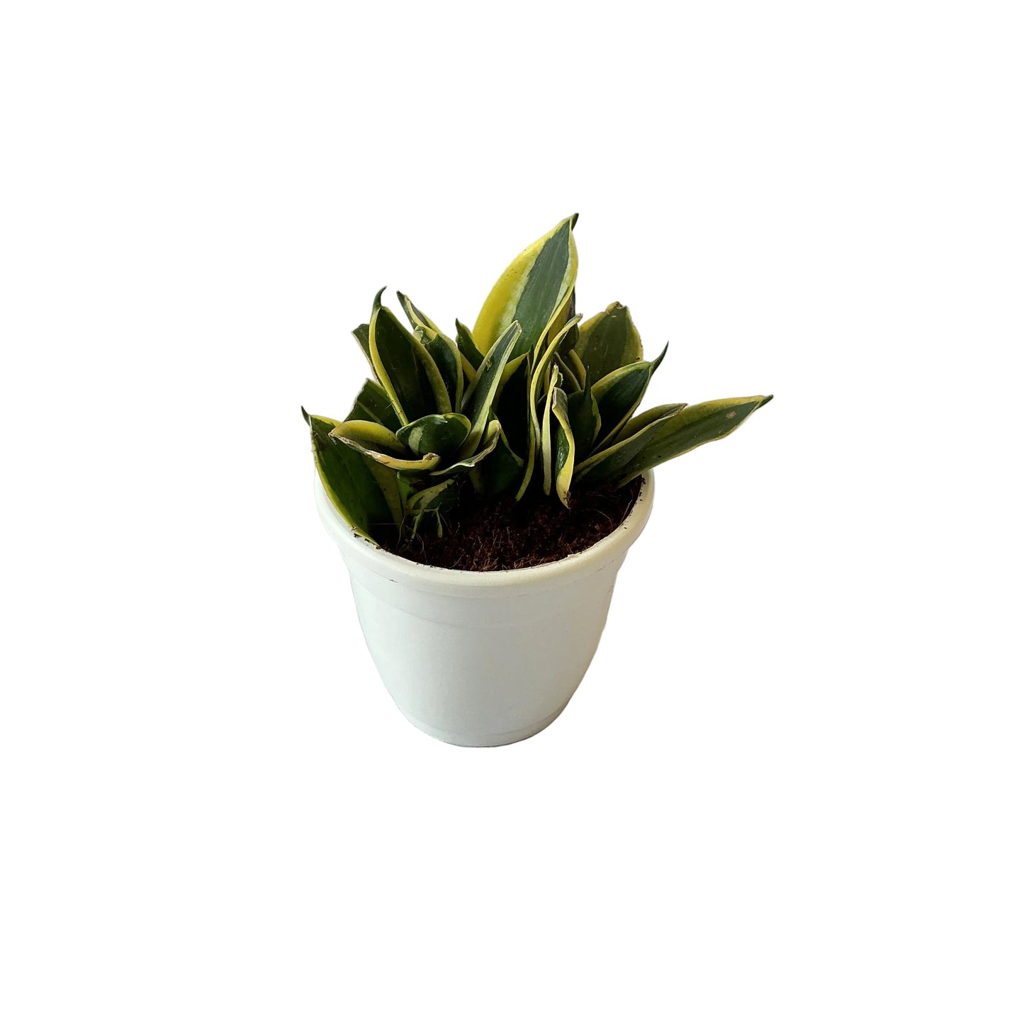 Snack dwarf plant in 5 inch white classic round pot