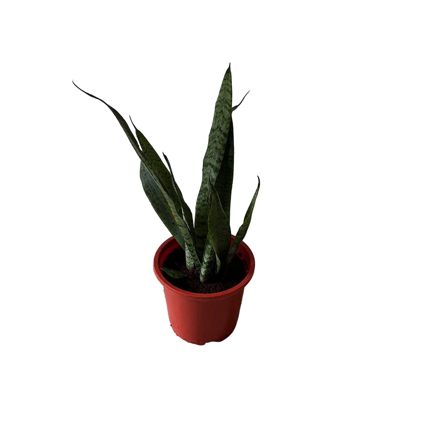 Sneak Plants In 8 Inch Red Nursery Pots