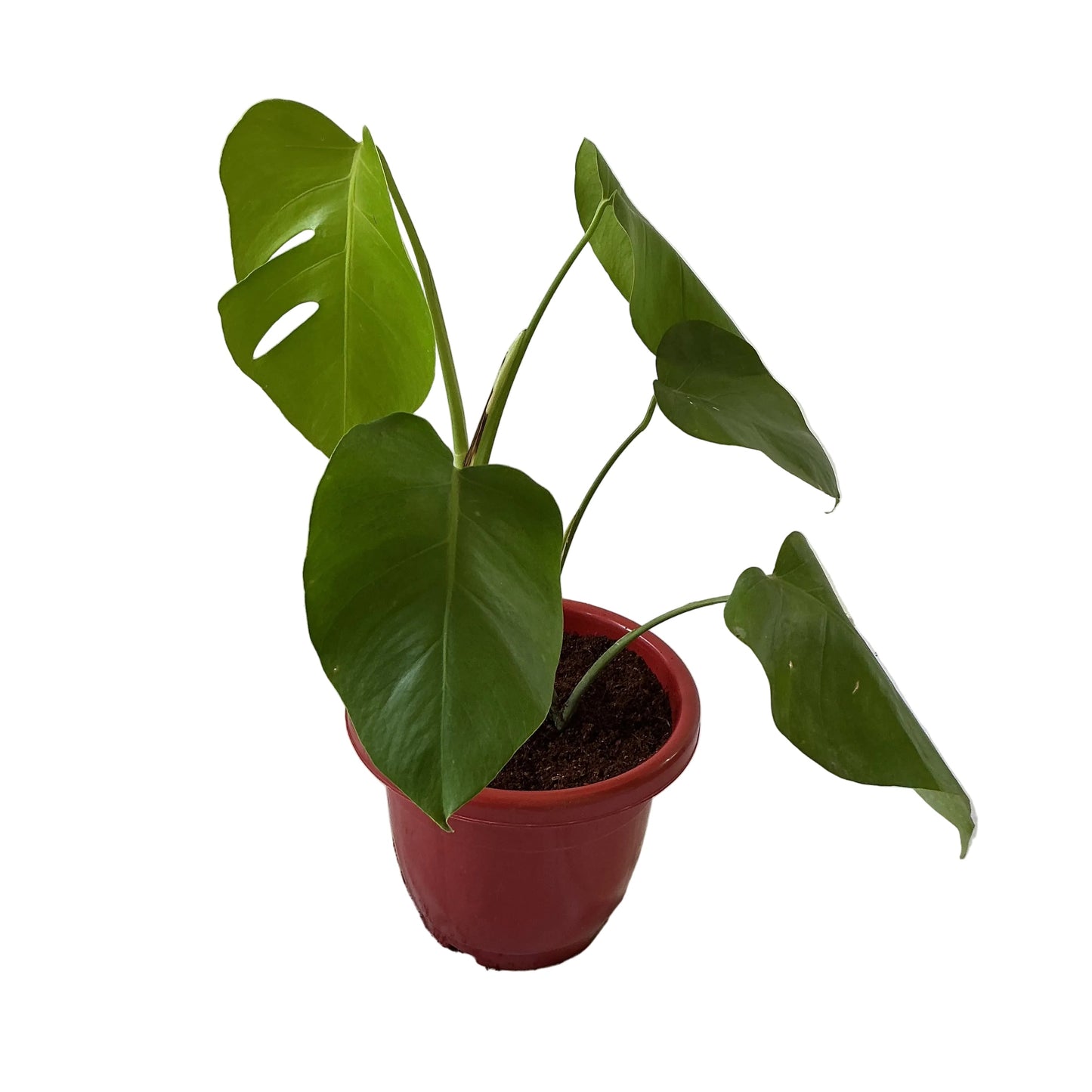 Monstera Plant In 10 Inch Red Nursery Pot