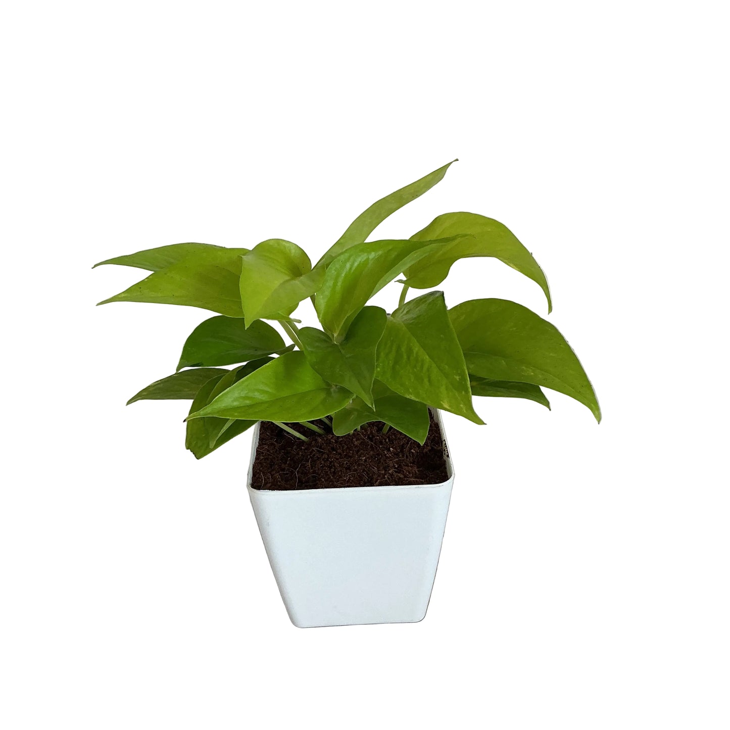 Golden Money Plant in 4 inch white orchid square pot