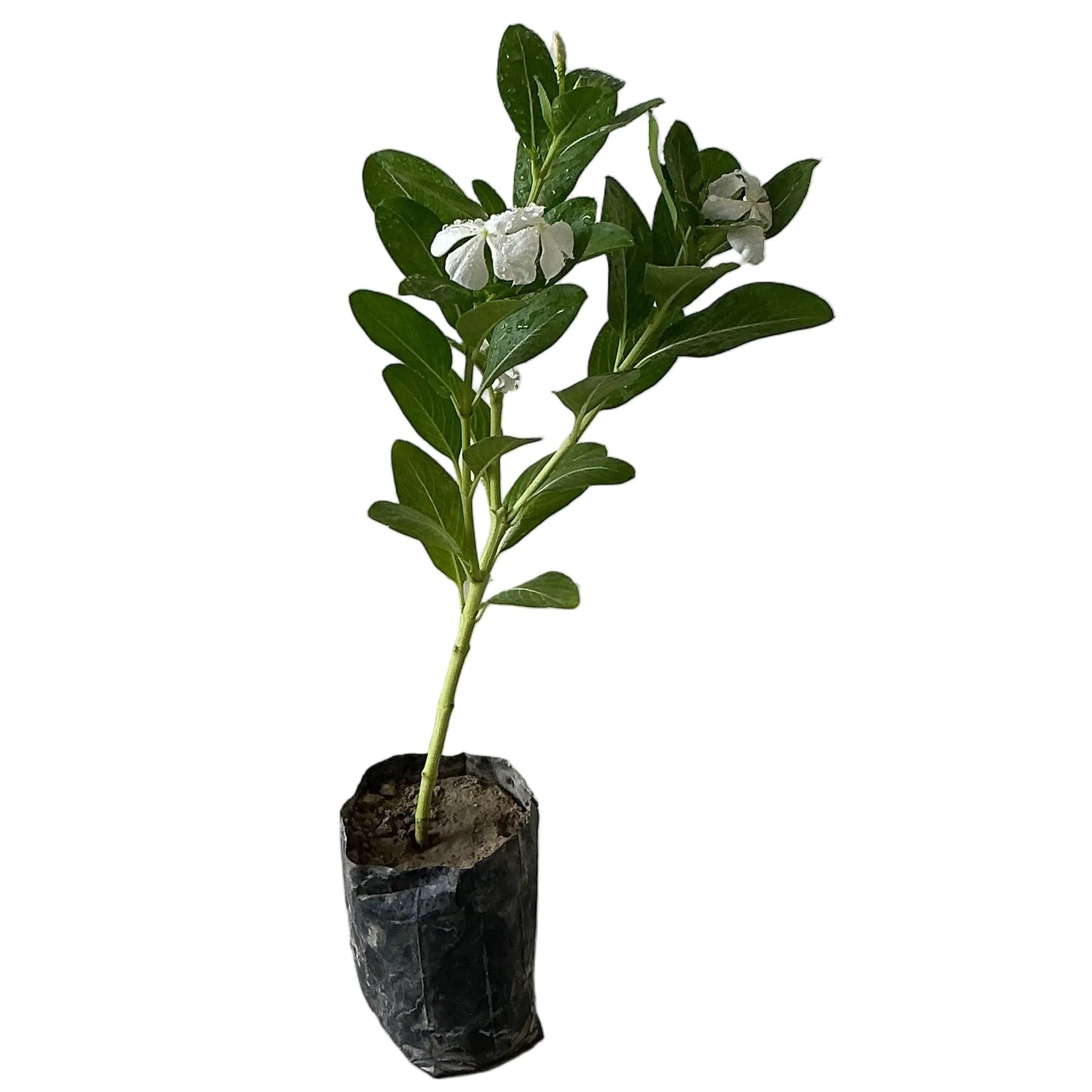 Sadabahar Flower Plant In 4 Inch Poly Bag Any Colour