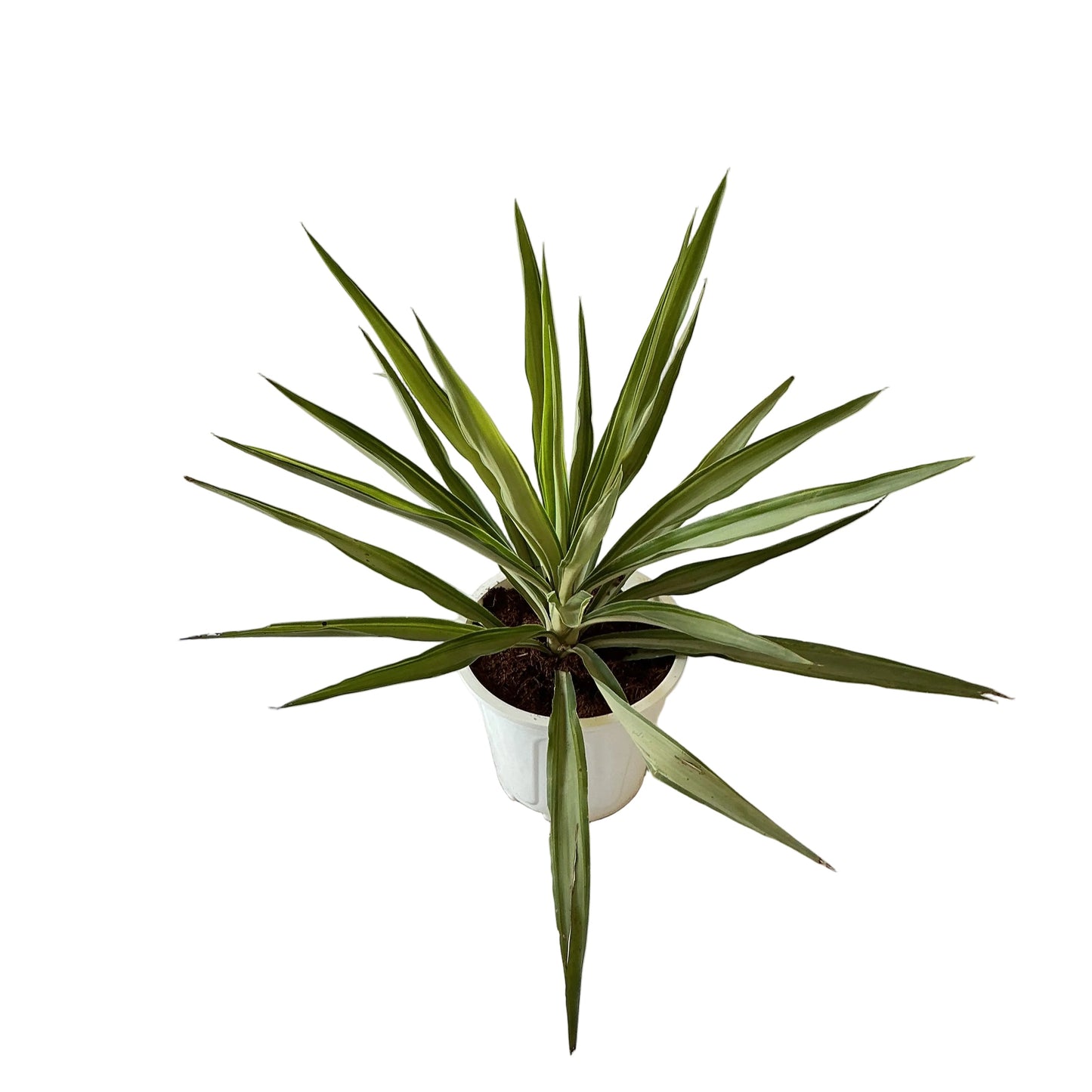 Silver yucca plant in 8 inch white nursery pot