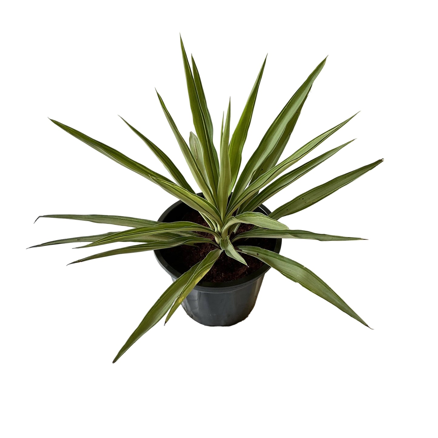 Silver yucca plant in 8 inch black nursery pot