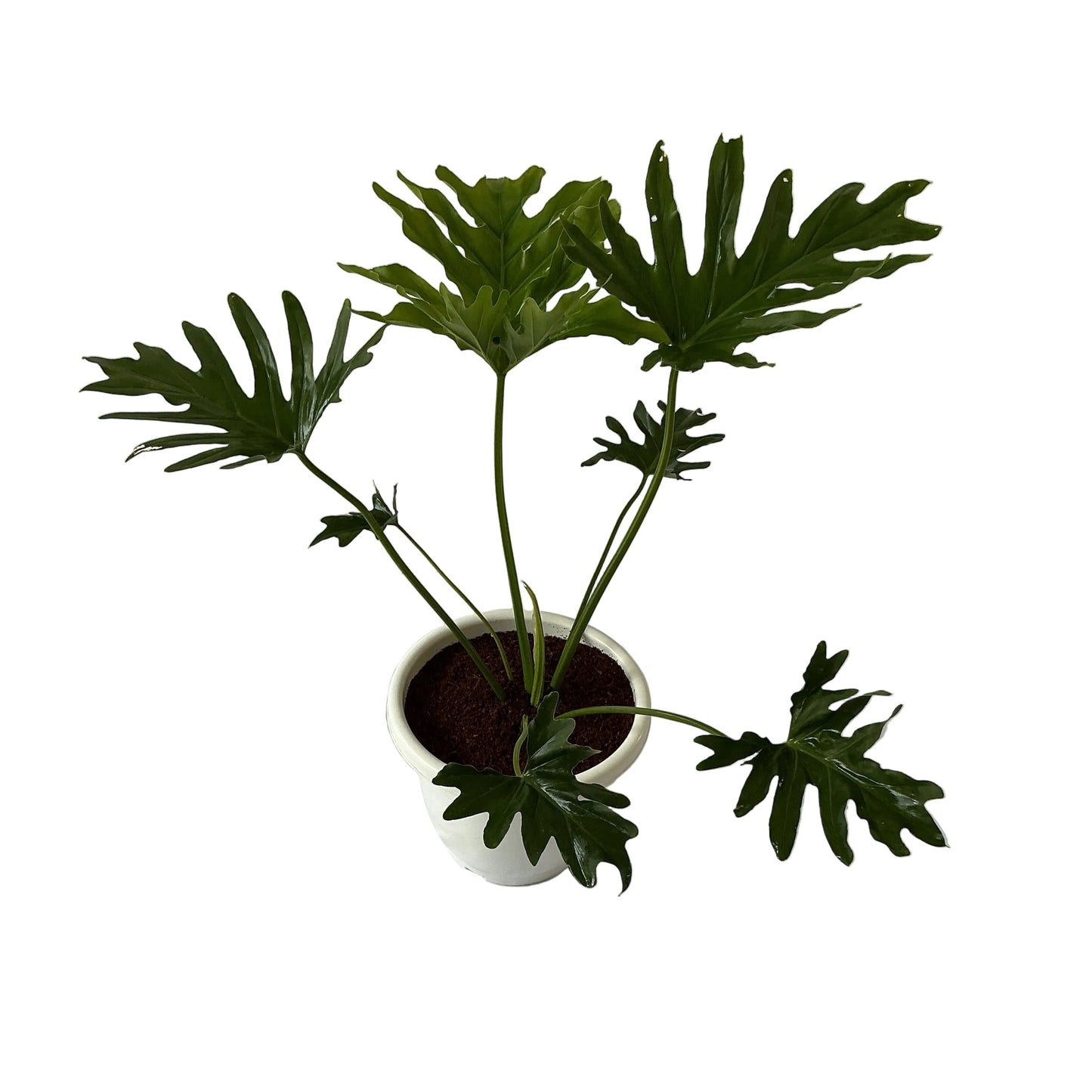 Philodendron Selloum Plant In 10 Inch White Classic Pot