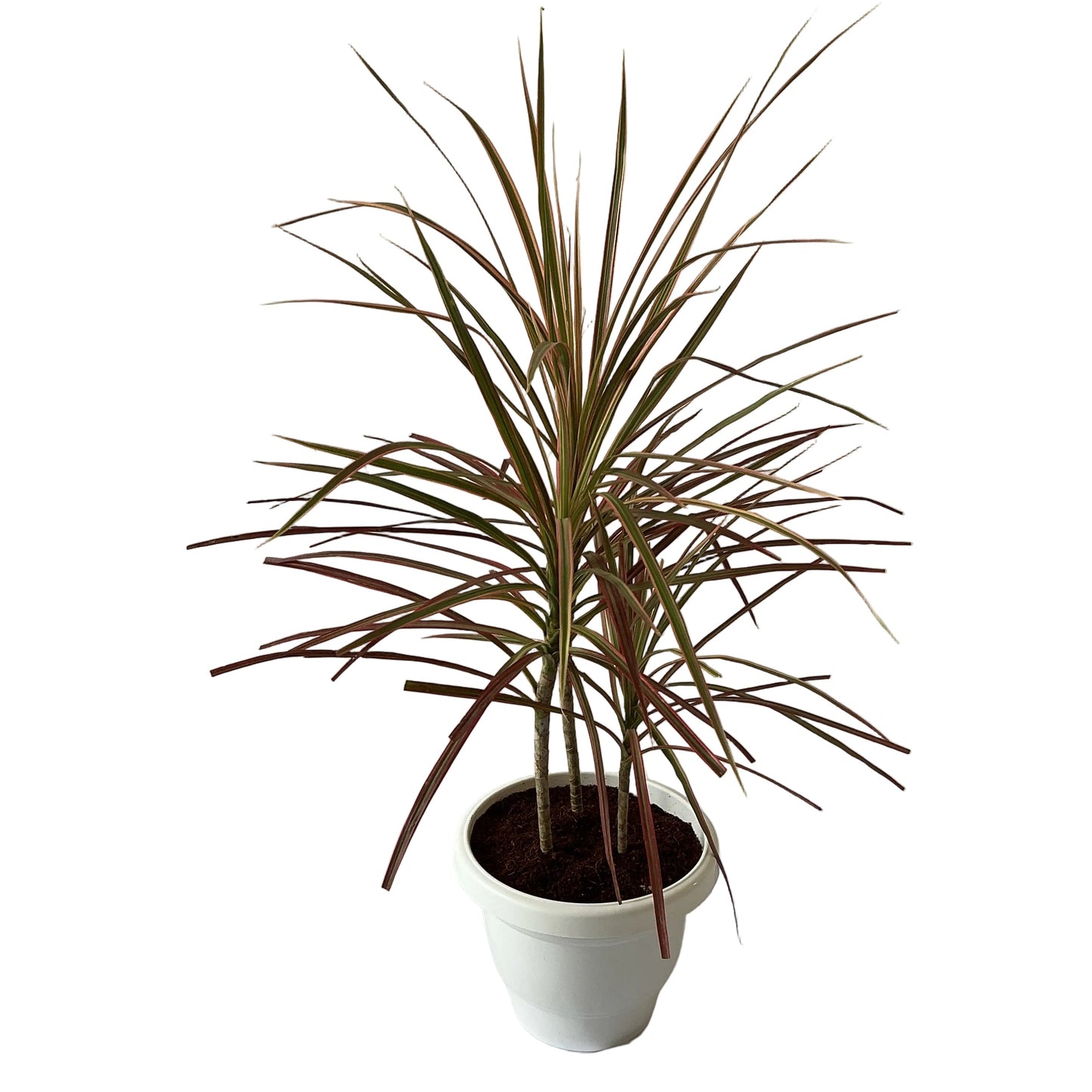 Dracaena Chloroma Plant In 8 Inch White Classic Pot