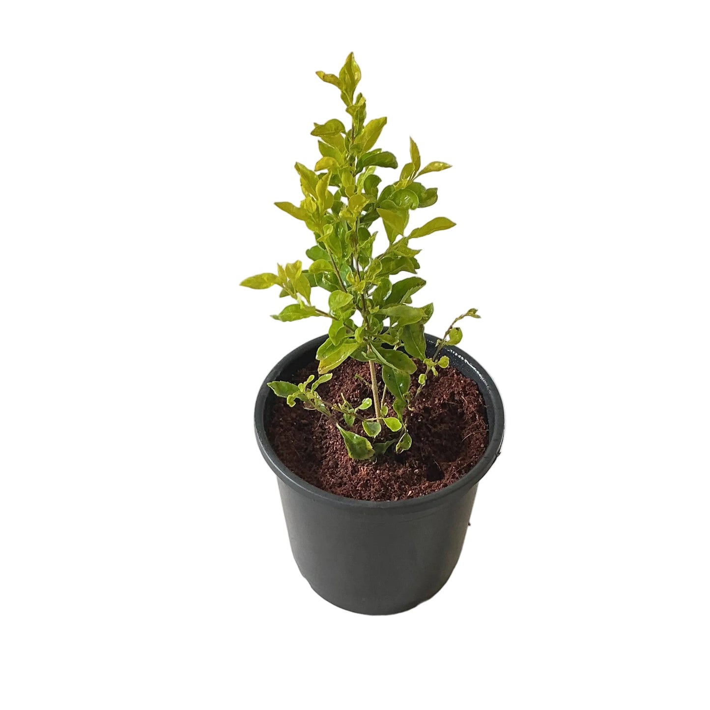Golden Duranta Plant In 6 Inch Nursery Pot
