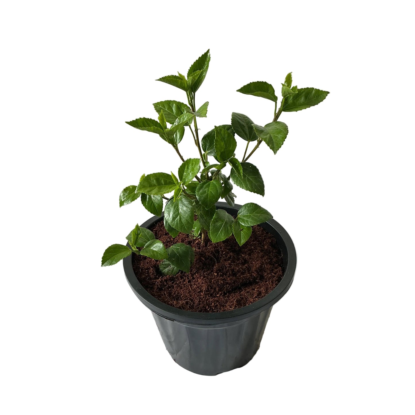 Hibiscus Flower Plant In 8 Inch Black Nursery Pot