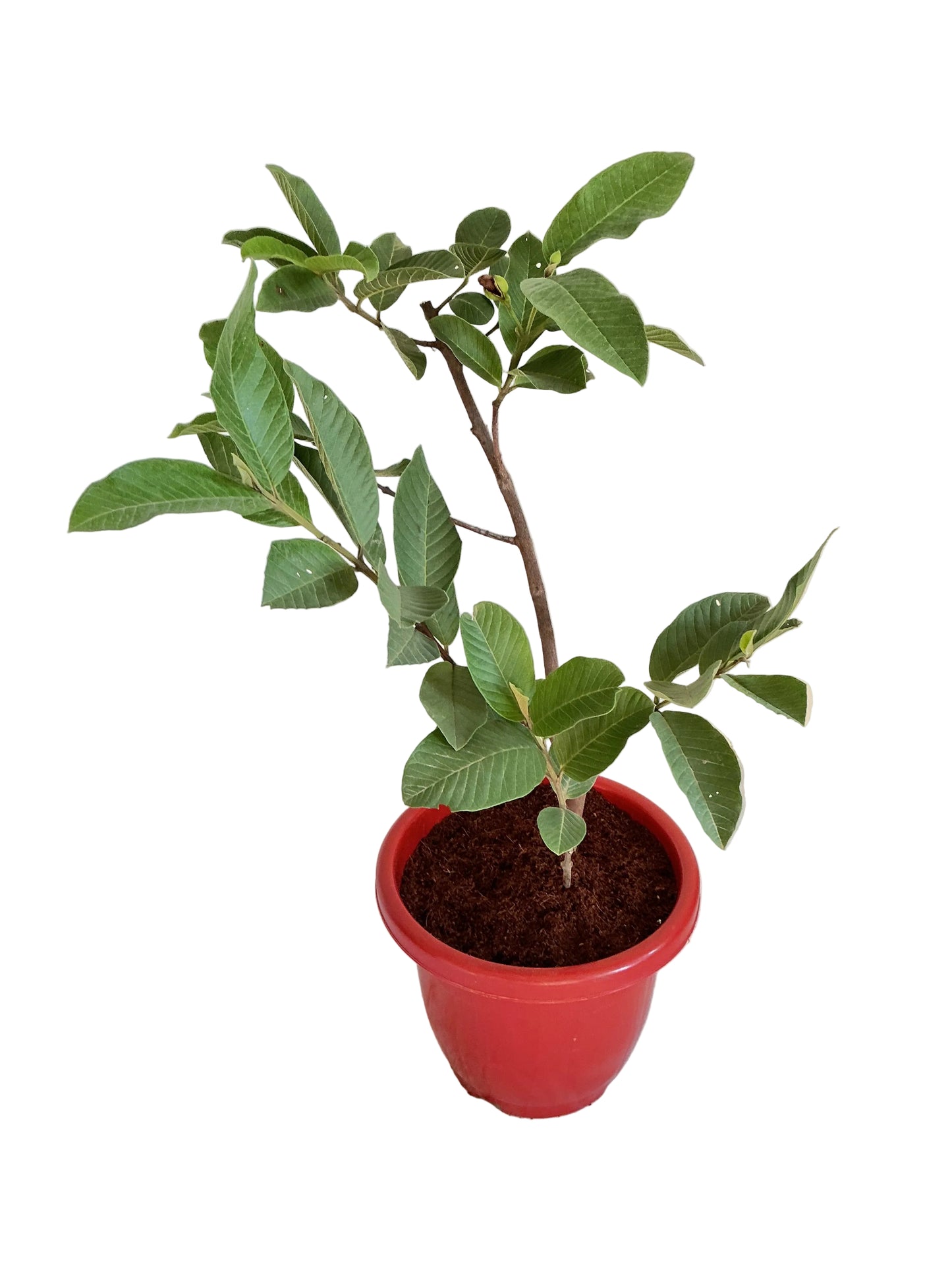 Guava Amrud plant in 10 inch white classic pot