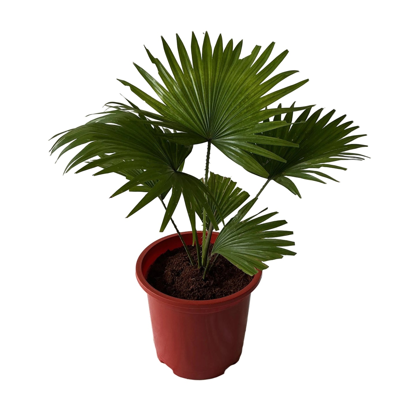 China Palm In 8 Inch Red Nursery Pot