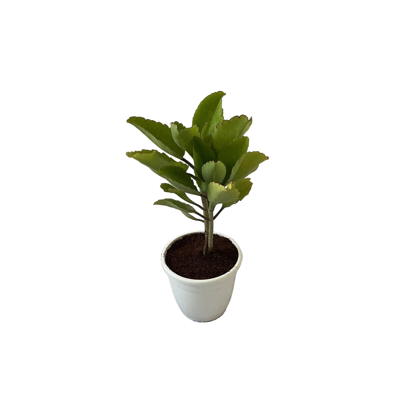 Patharchatta plants in 5inch white classic pot