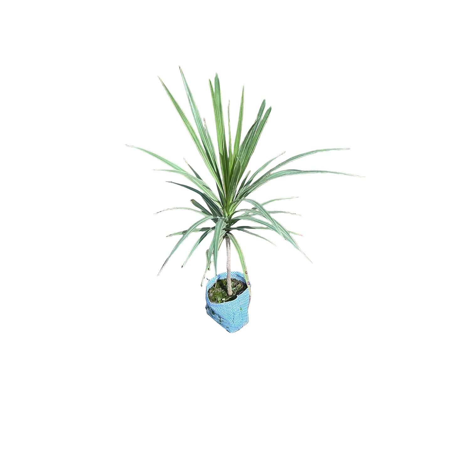 Chloroma Green Plant In 4 Inch Bag