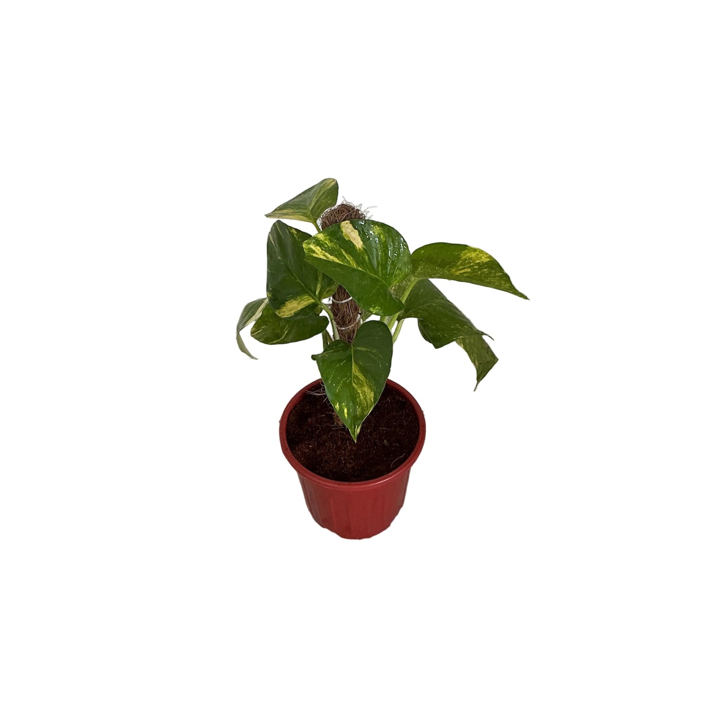 Money Plant In 6 Inch Red Nursery plant