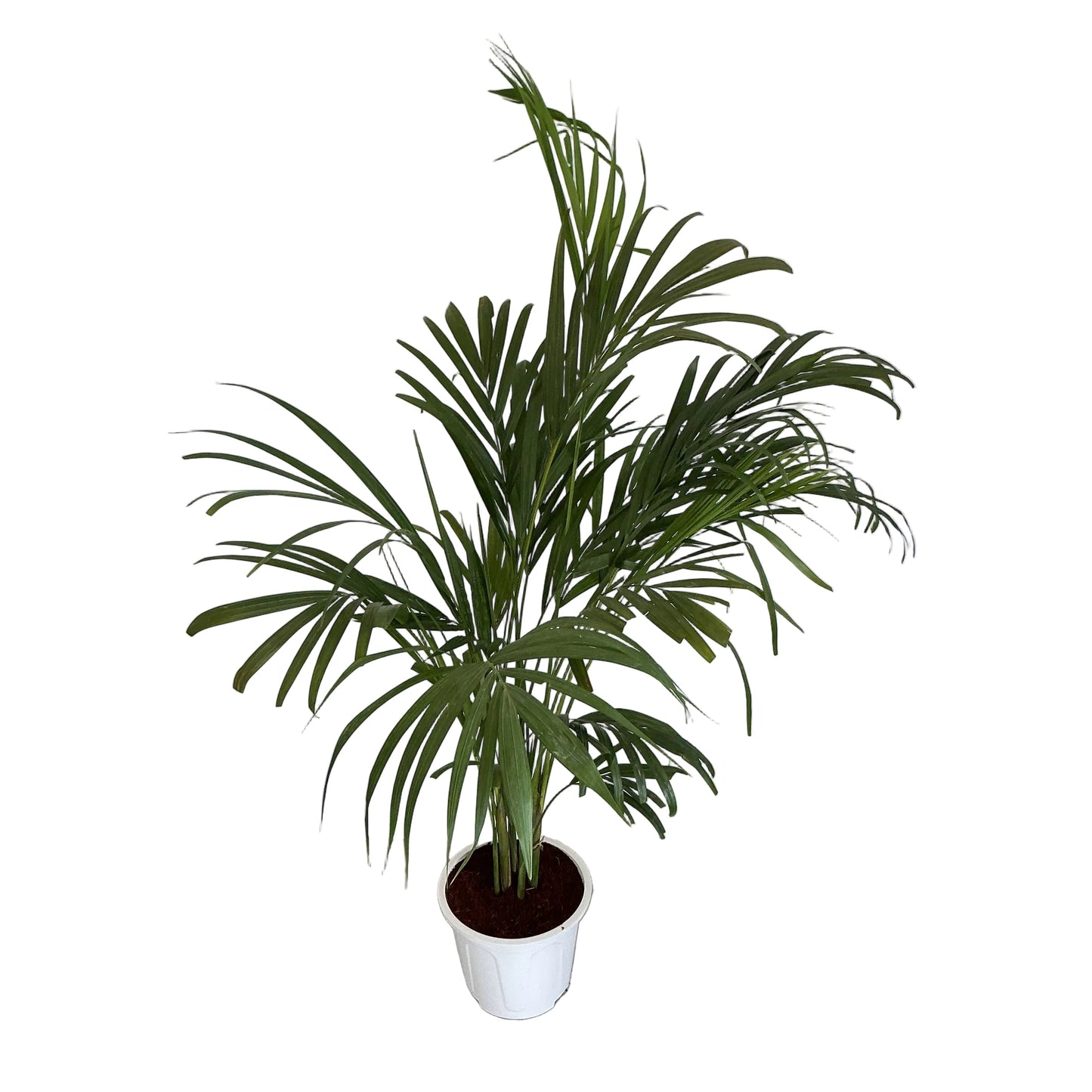 Arica Palm In 8 Inch White Nursery Pot
