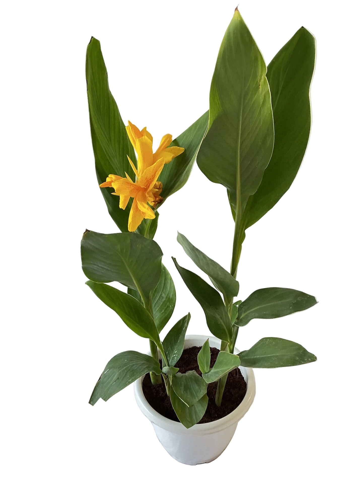 Canna lily plant in 10 inch white classic pot