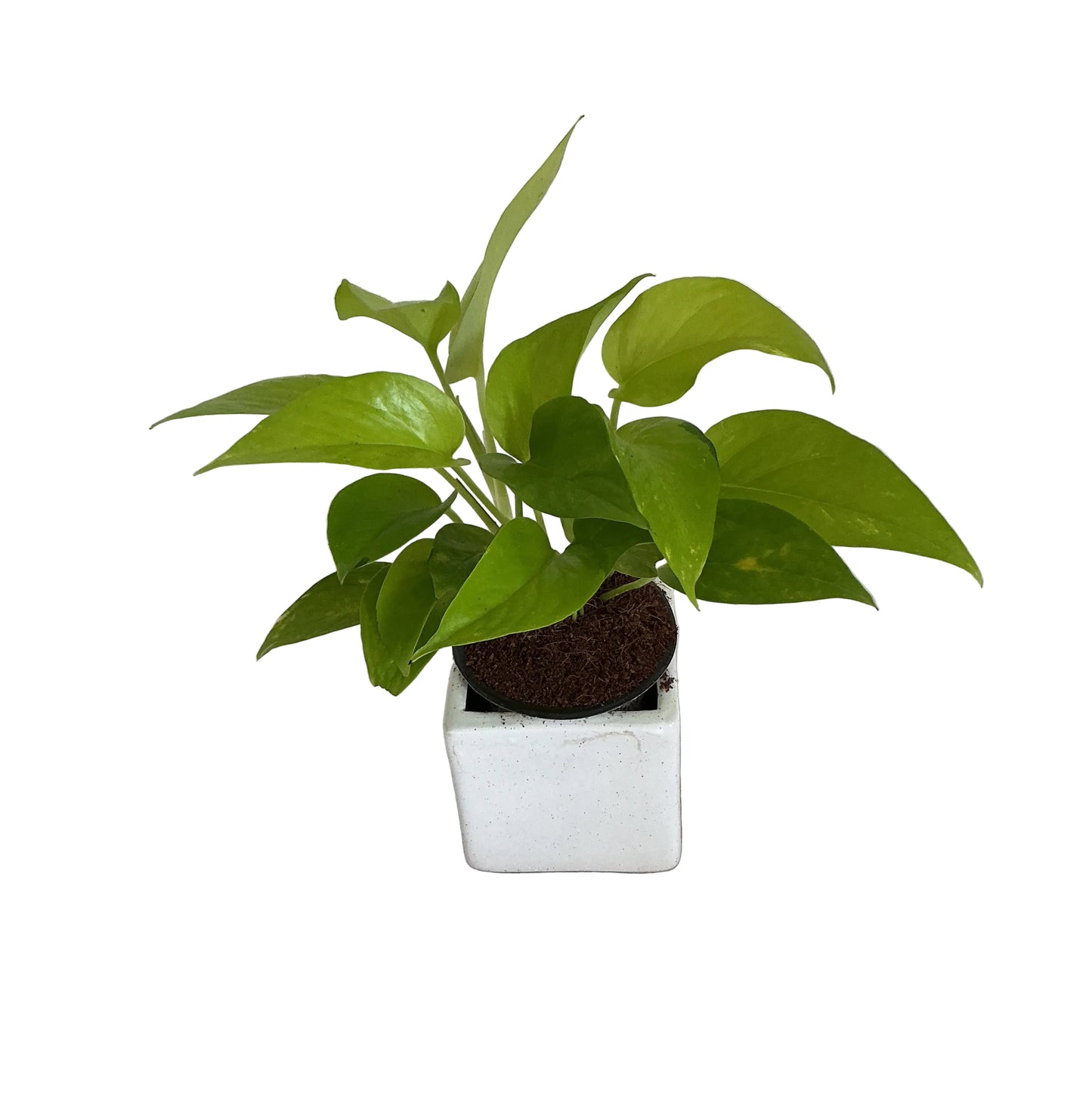 Golden Money plants in 4 inch white square ceramic pot