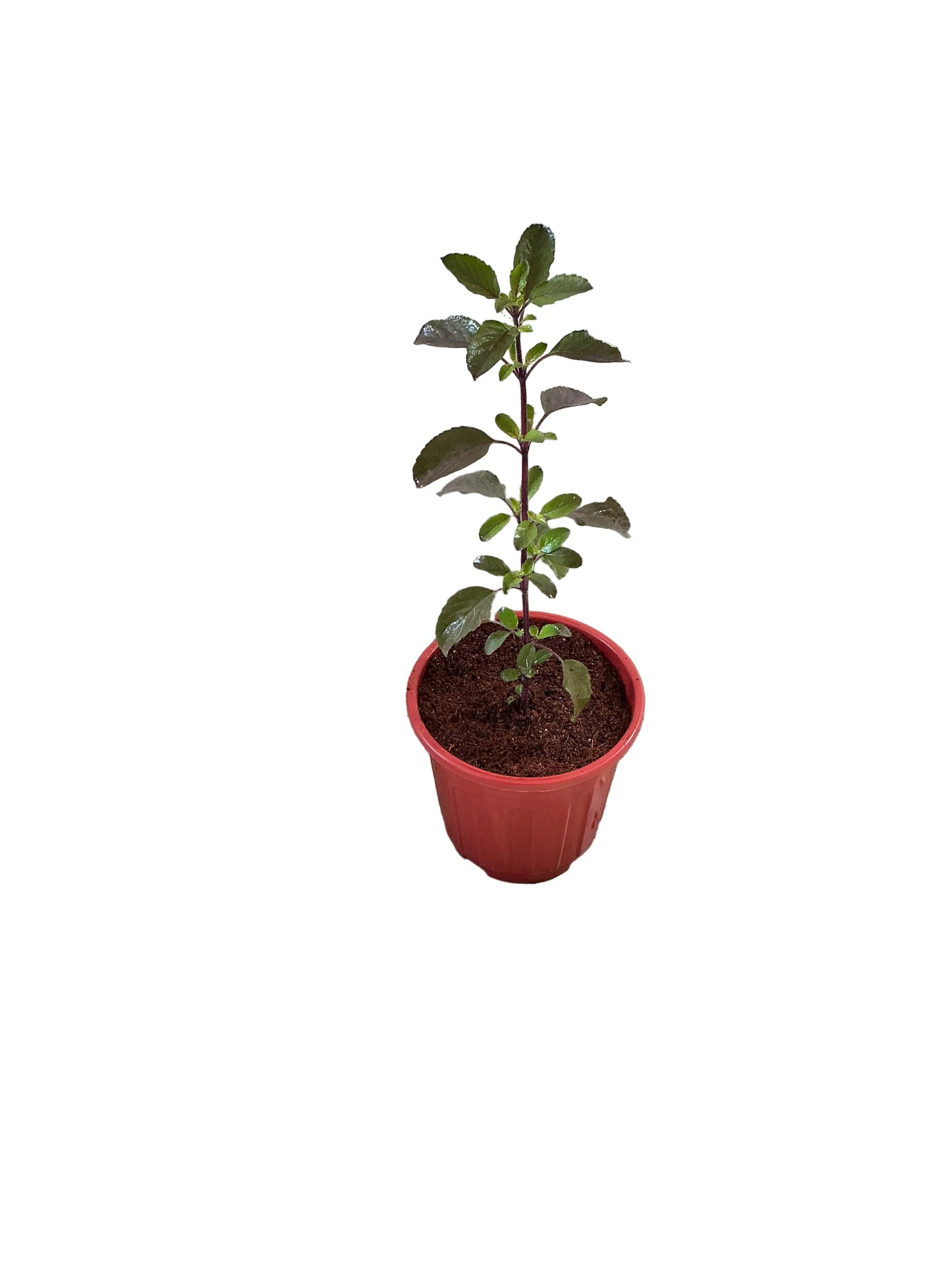 Shyama Tulsi In 6 Inch red nursery pot