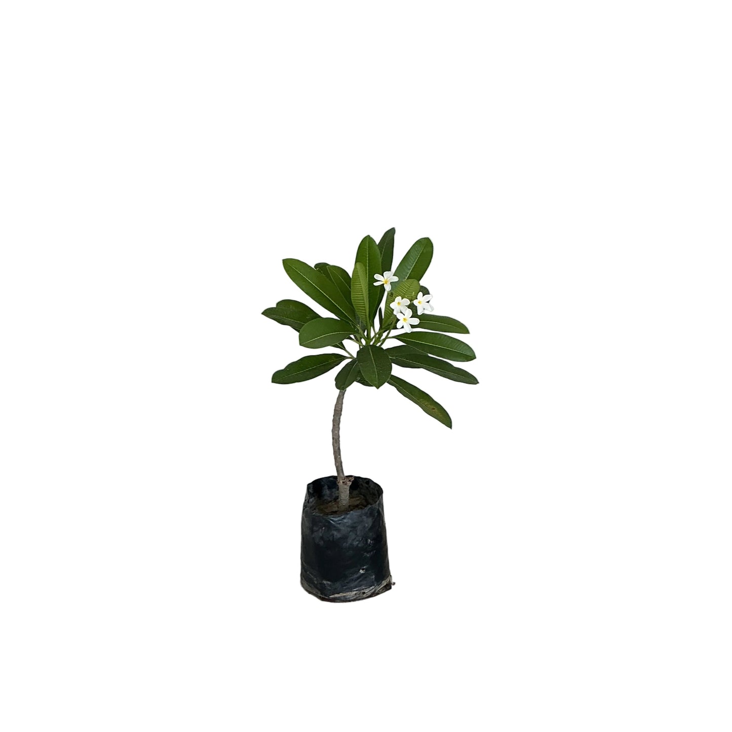 Champa White Plants In 10 Inch Poly Bag
