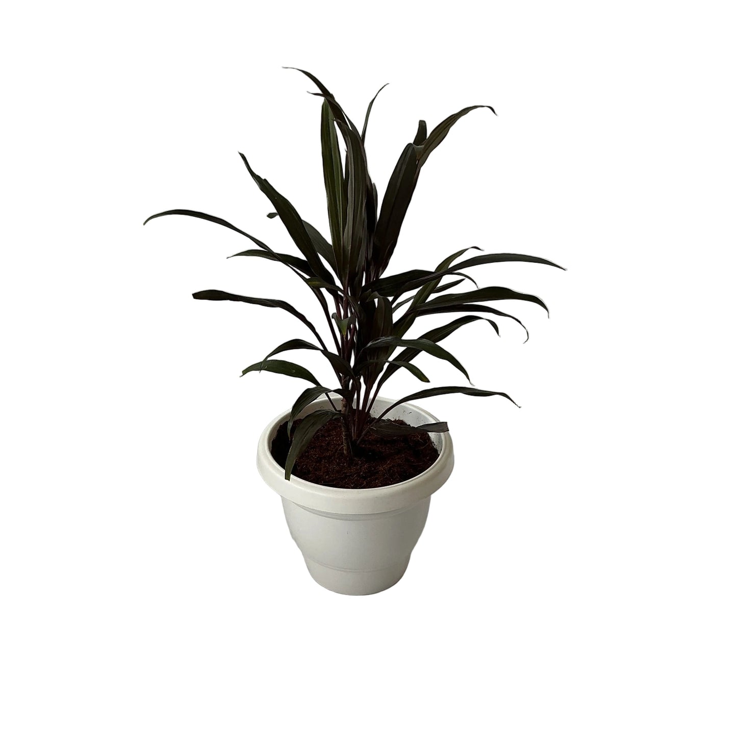 Dracaena Black Plant In 8 Inch White Classic Pot