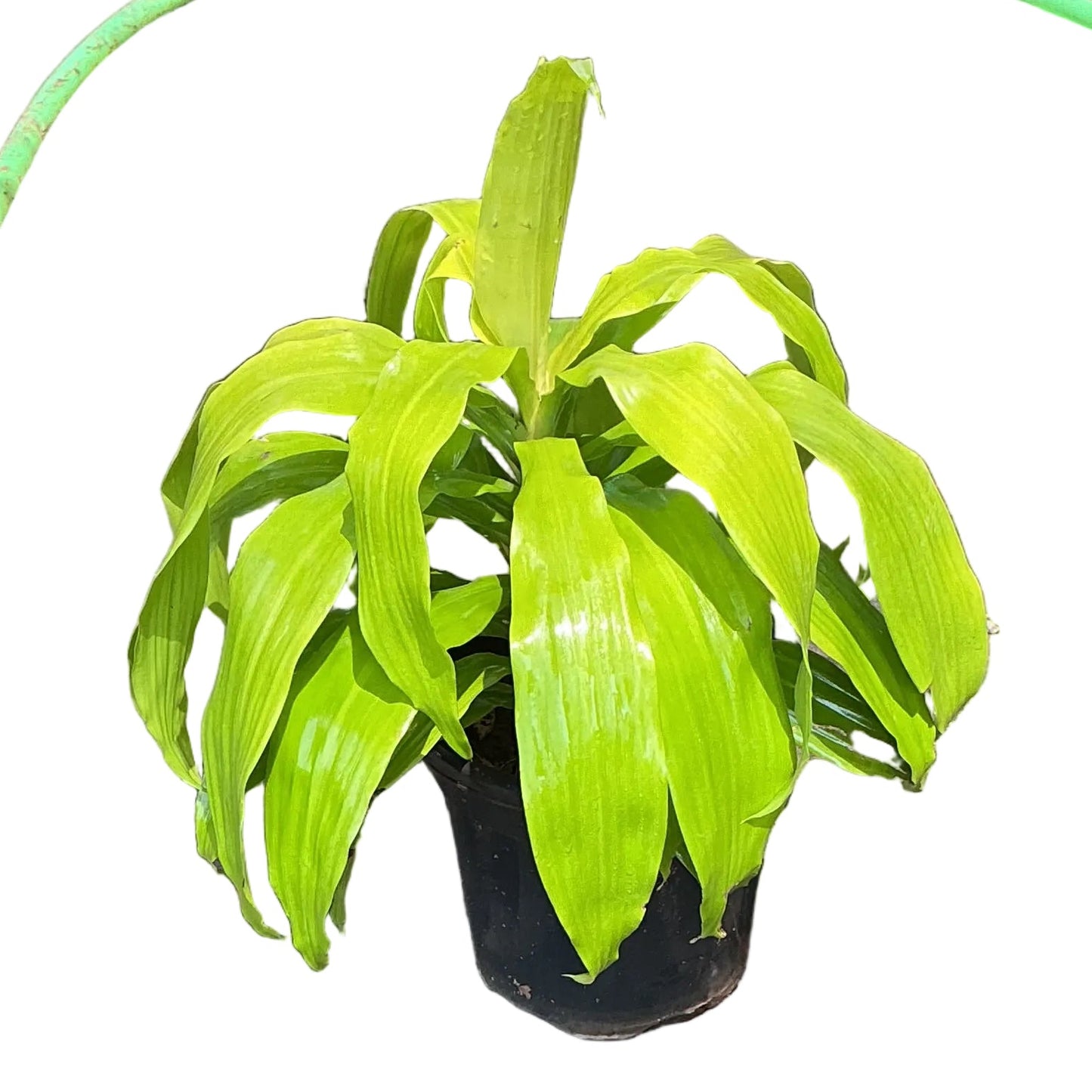 Dracaena fragrans 'Limelight Plant In 8 Inch Black Nursery Pot