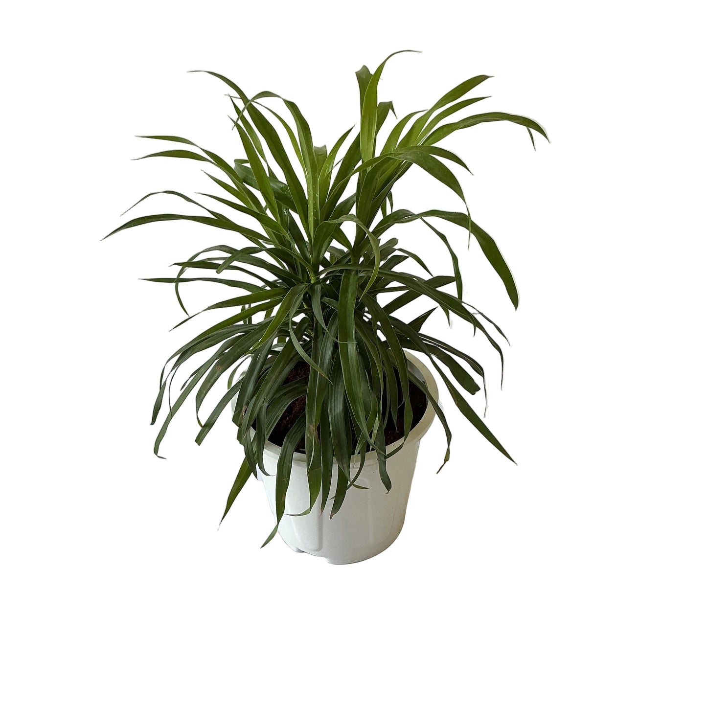 Dracaena Green In 8 Inch White Nursery Pot