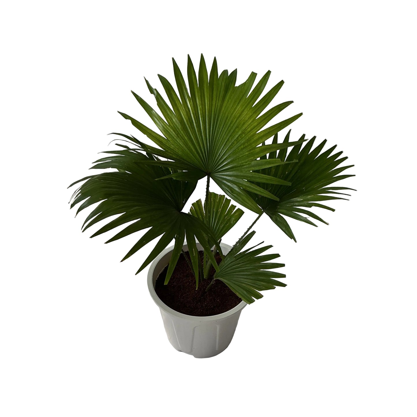 China Palm In 8 Inch White Nursery Pot