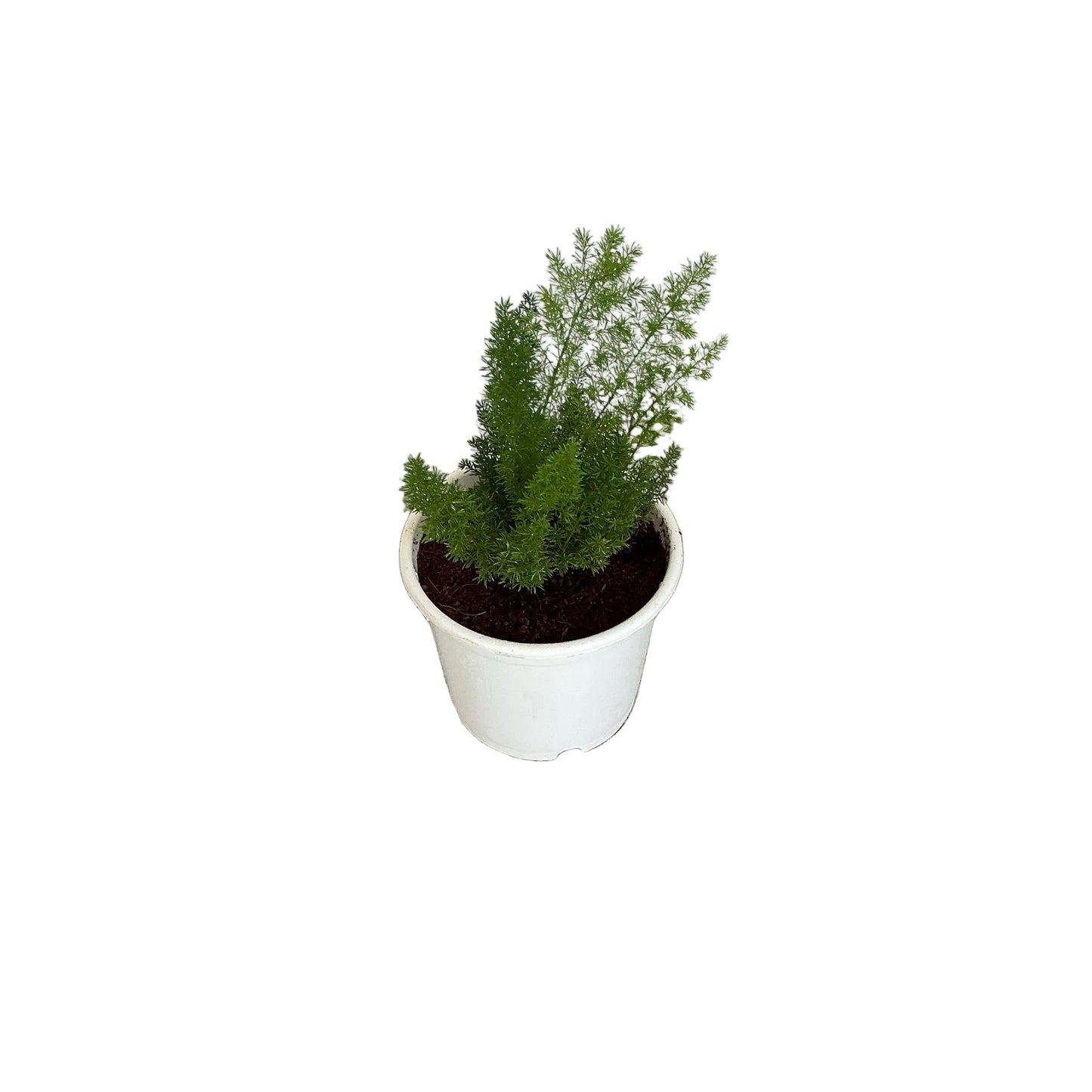 Asparagus Meri In 6 Inch White Nursery Pot