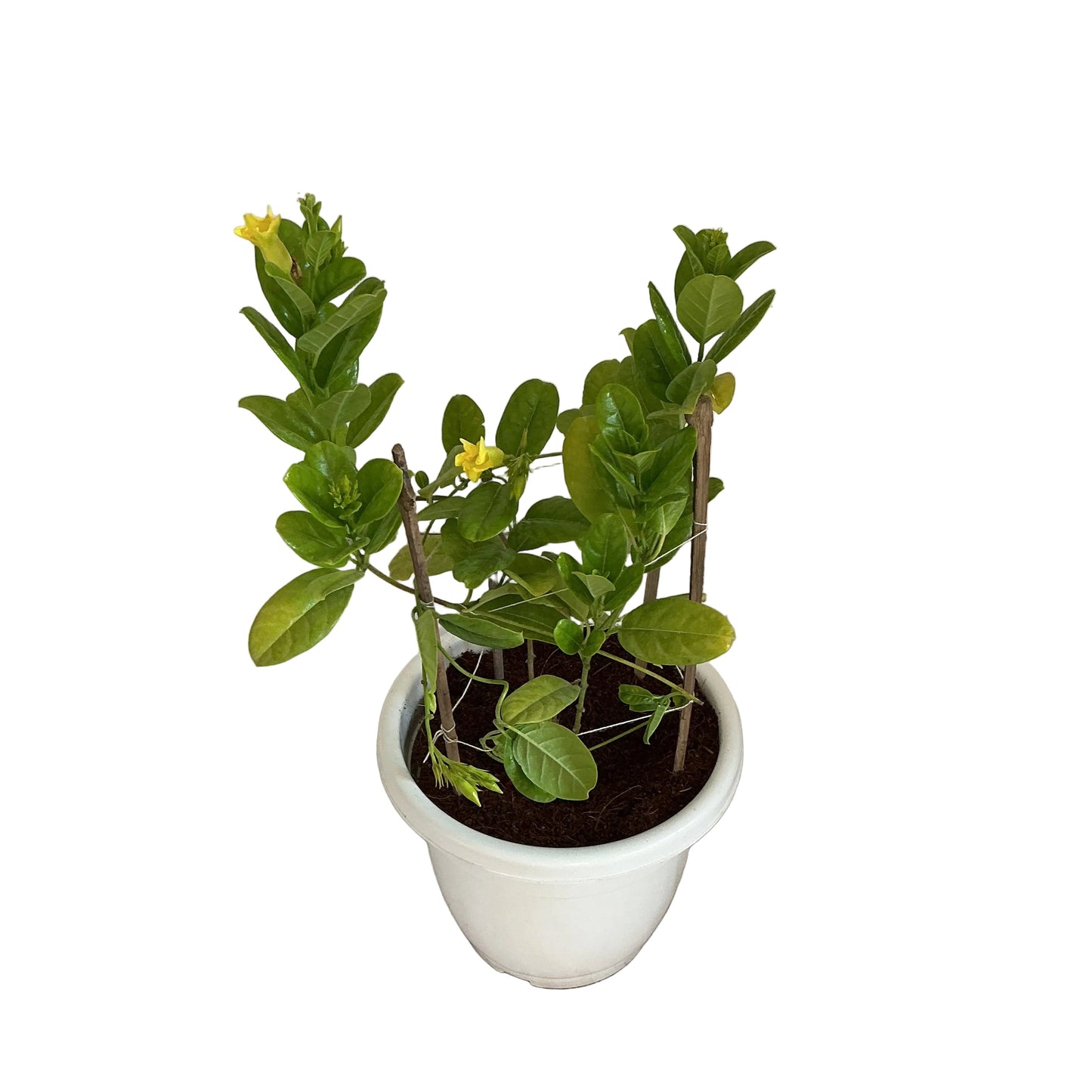 Allamanda Flowers Plant in 10 inch white classic pot.