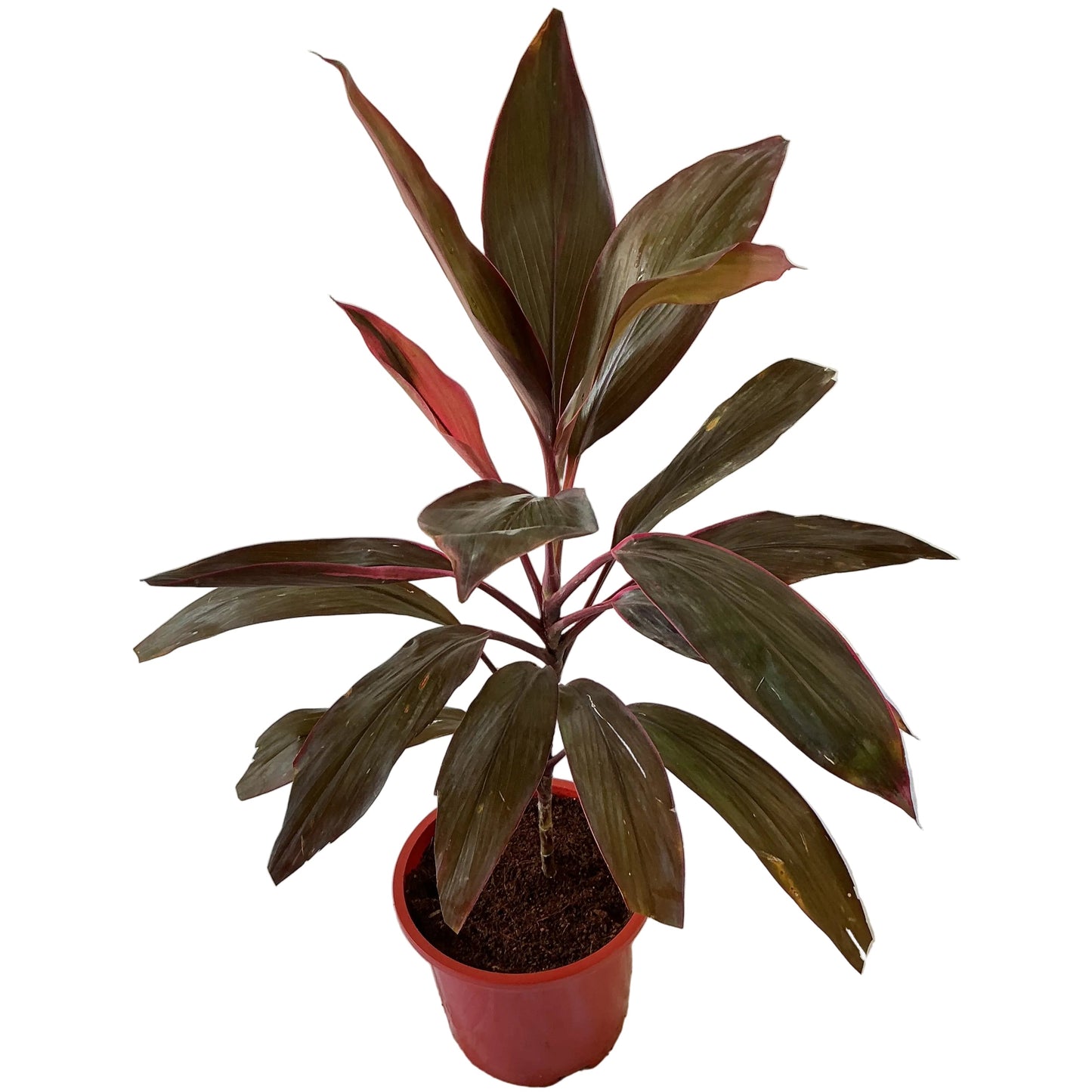 Dracaena Red Plant (Red Mahatma plant) In 8 inch red pot