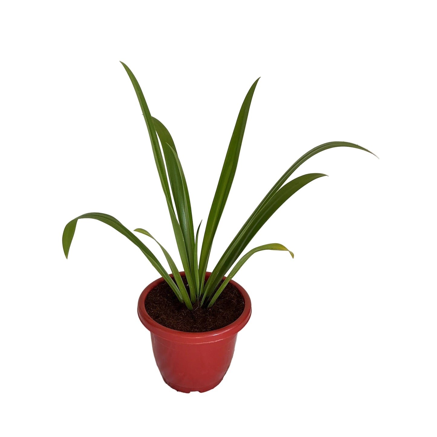 Creamy Lily Plant in 10 inch Red Classic Pot