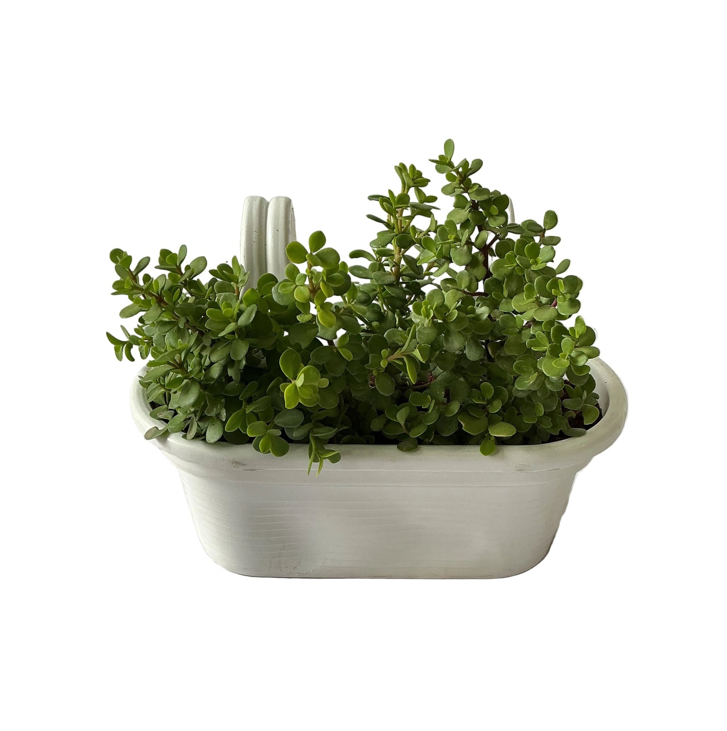 Jade Plant In Double Hook Hanging Basket Planter