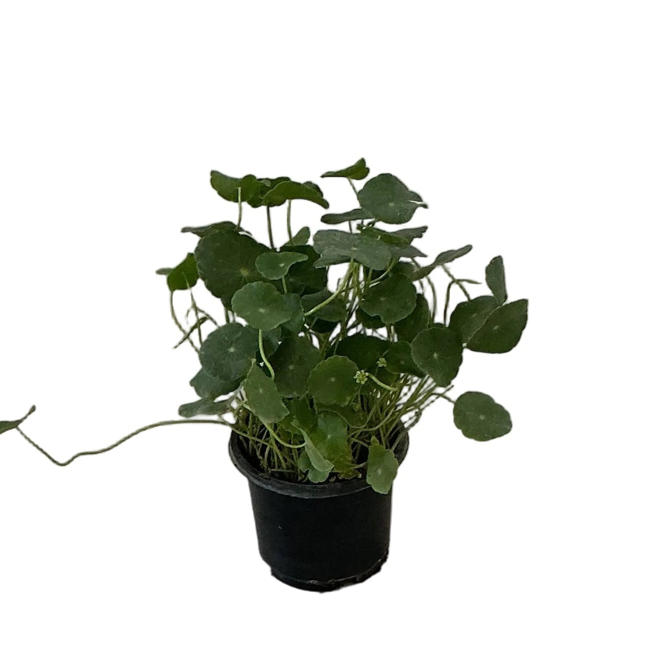 Bramhi Dollar Plant In 4 Inch Nursery Pot