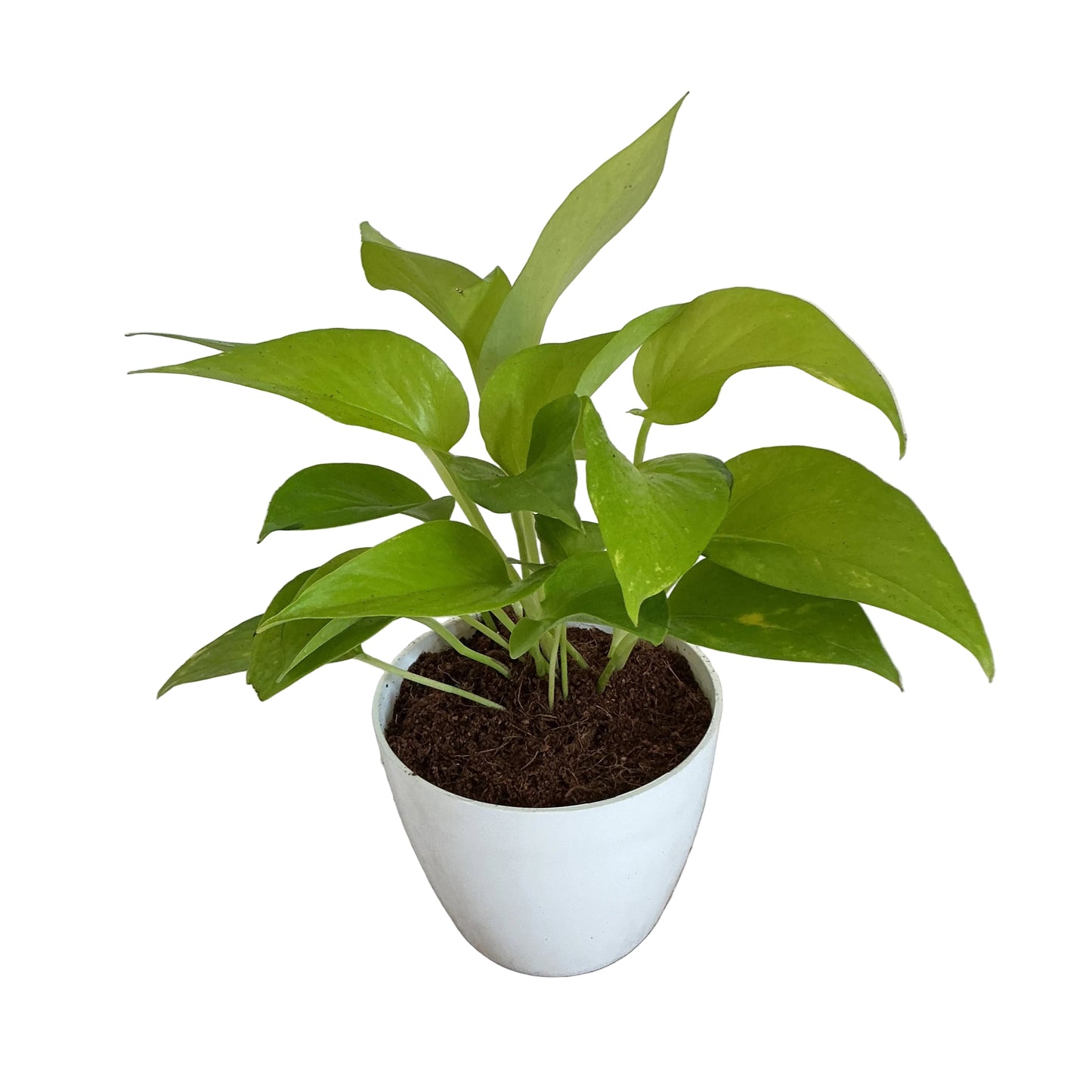 Golden Money plant 4 inch white orchid round pot