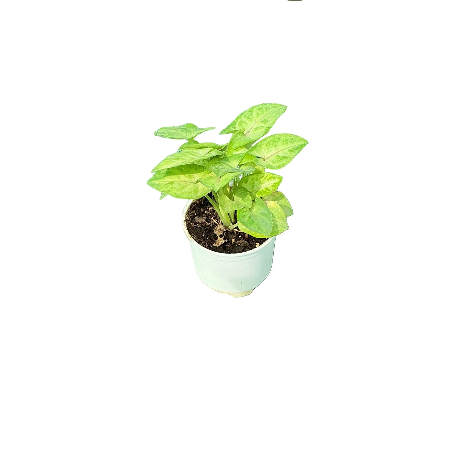 Singonium Dwarf Plant In 4 Inch Nursery Pot