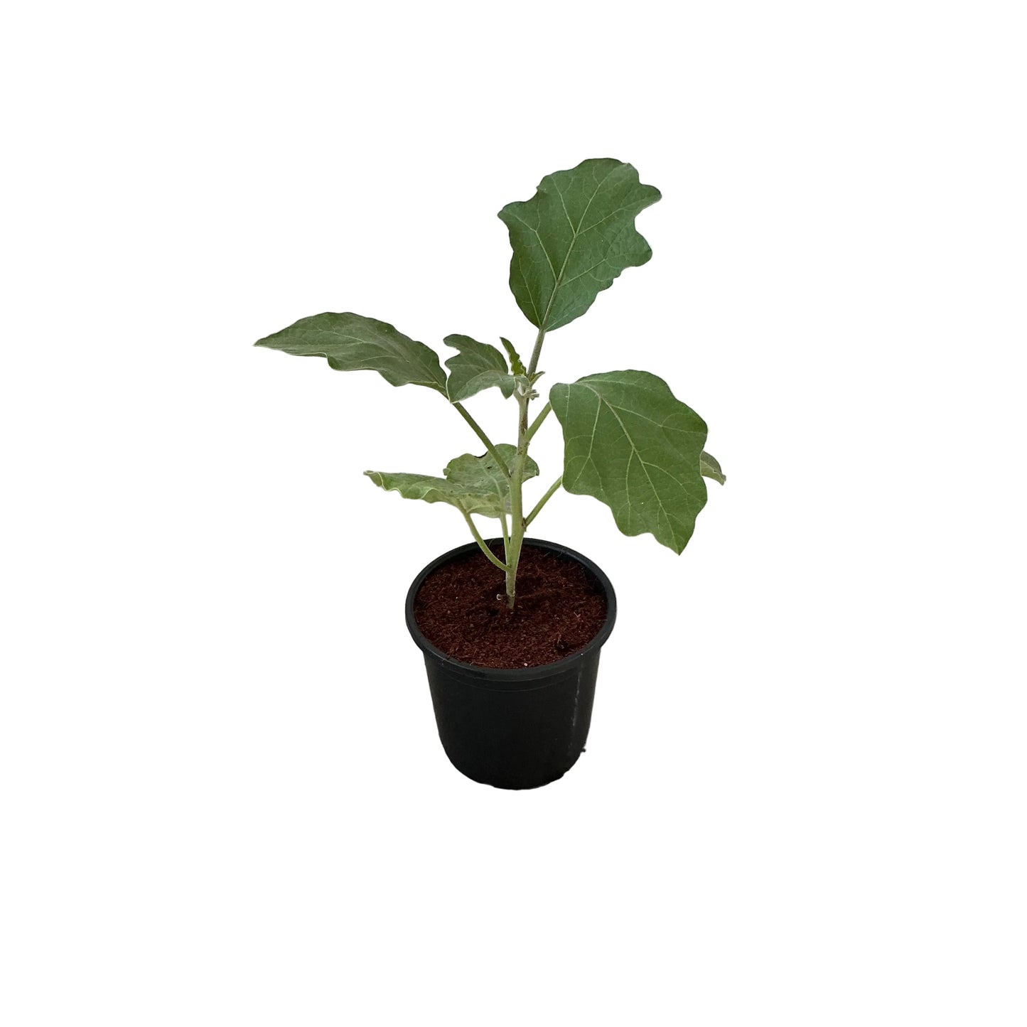 Brinjal/Began Plant In 6 Inch Nursery Pot