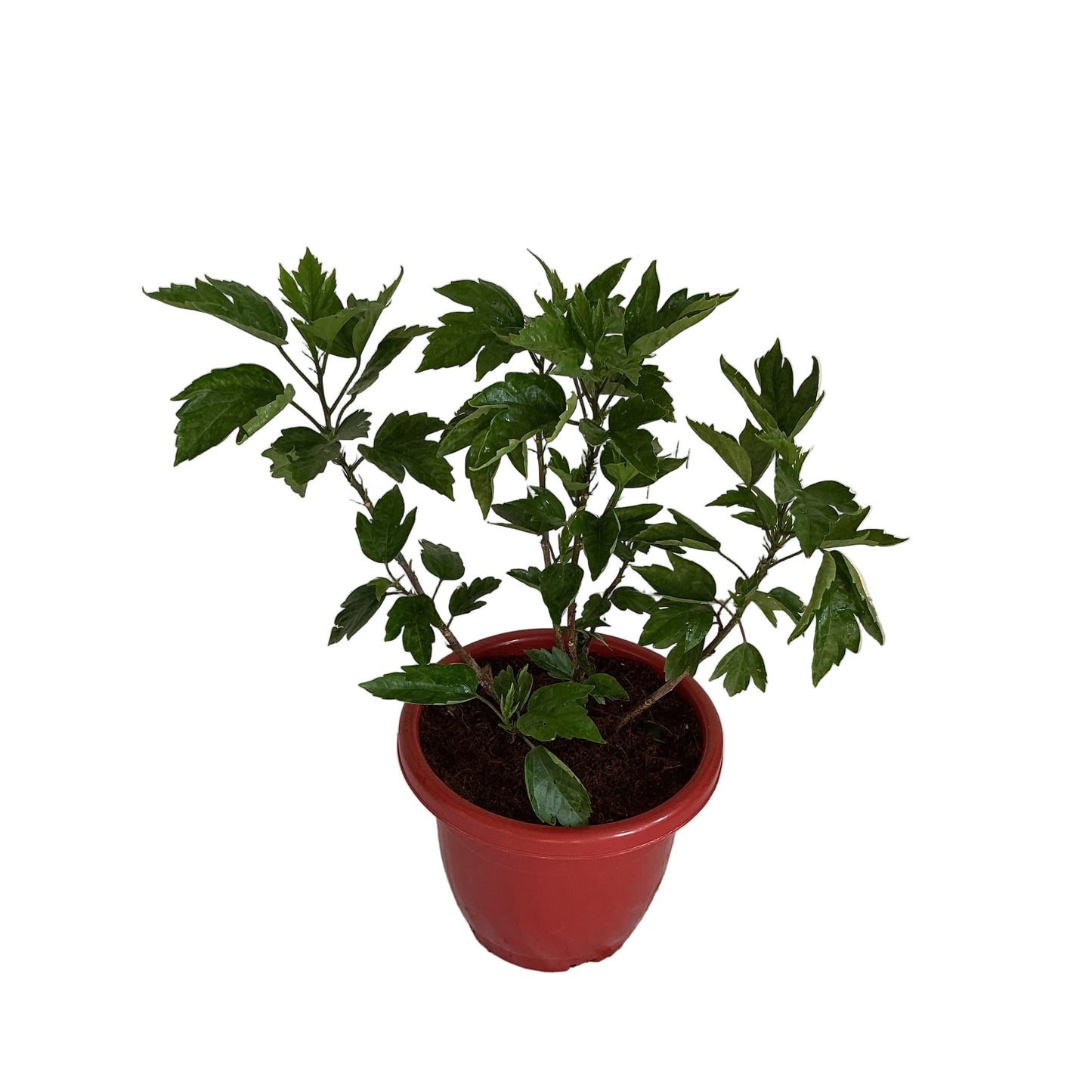 Hybrid Hibiscus flower plant in 10 inch red classic pot