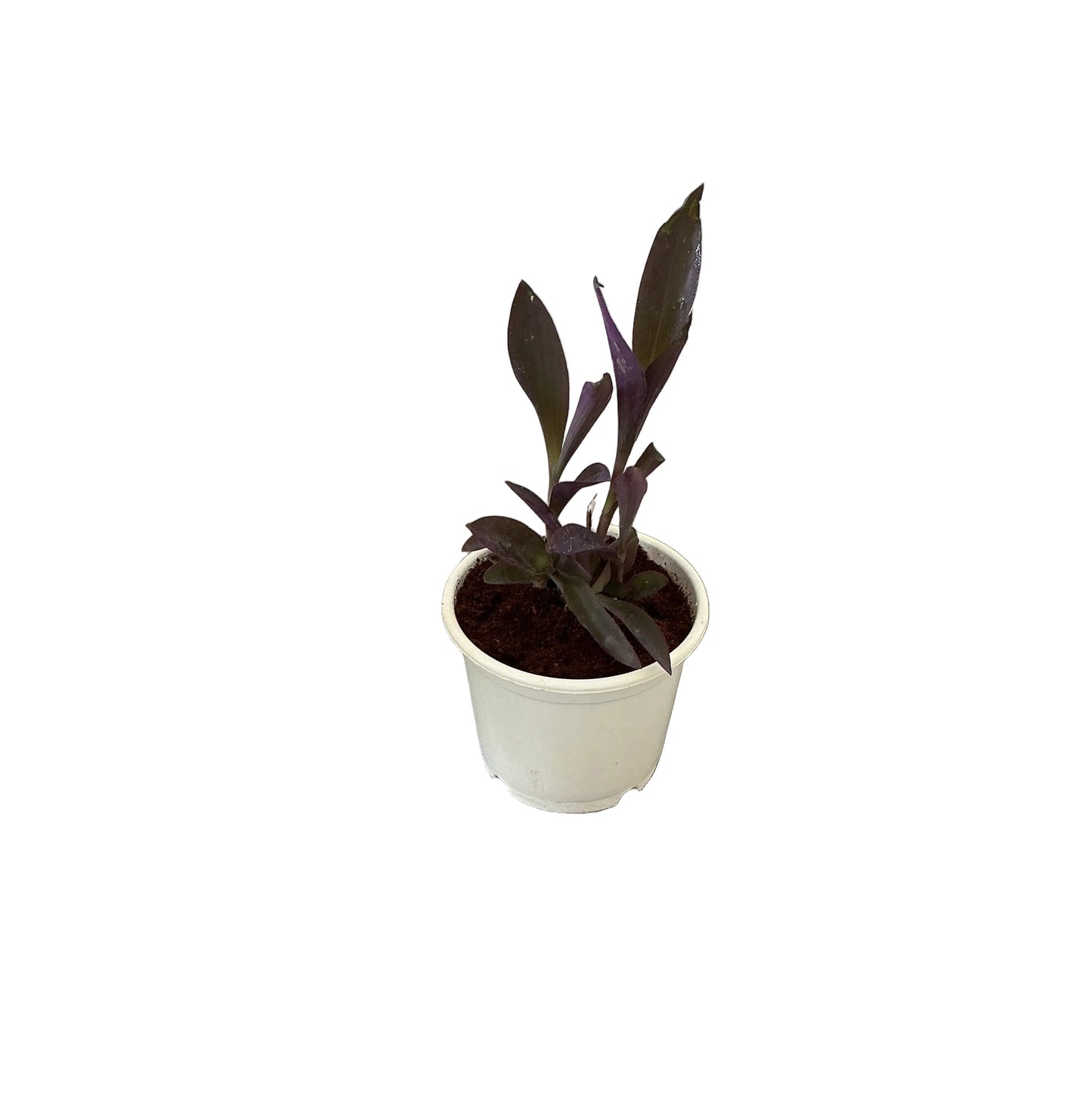 Parpal Heart Plant In 6 Inch White Nursery Pot