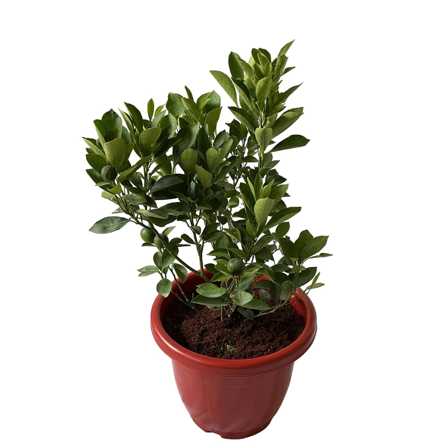China Orange Fruit Plant In 10 Inch Red Classic Pot