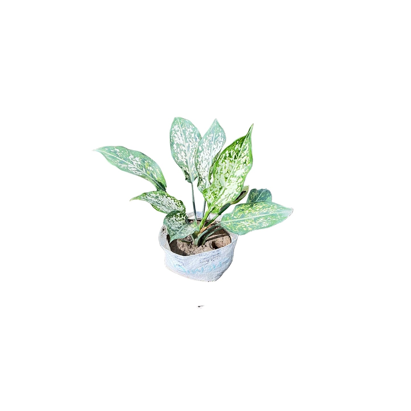 Snow White Plant In 4 Inch Bag