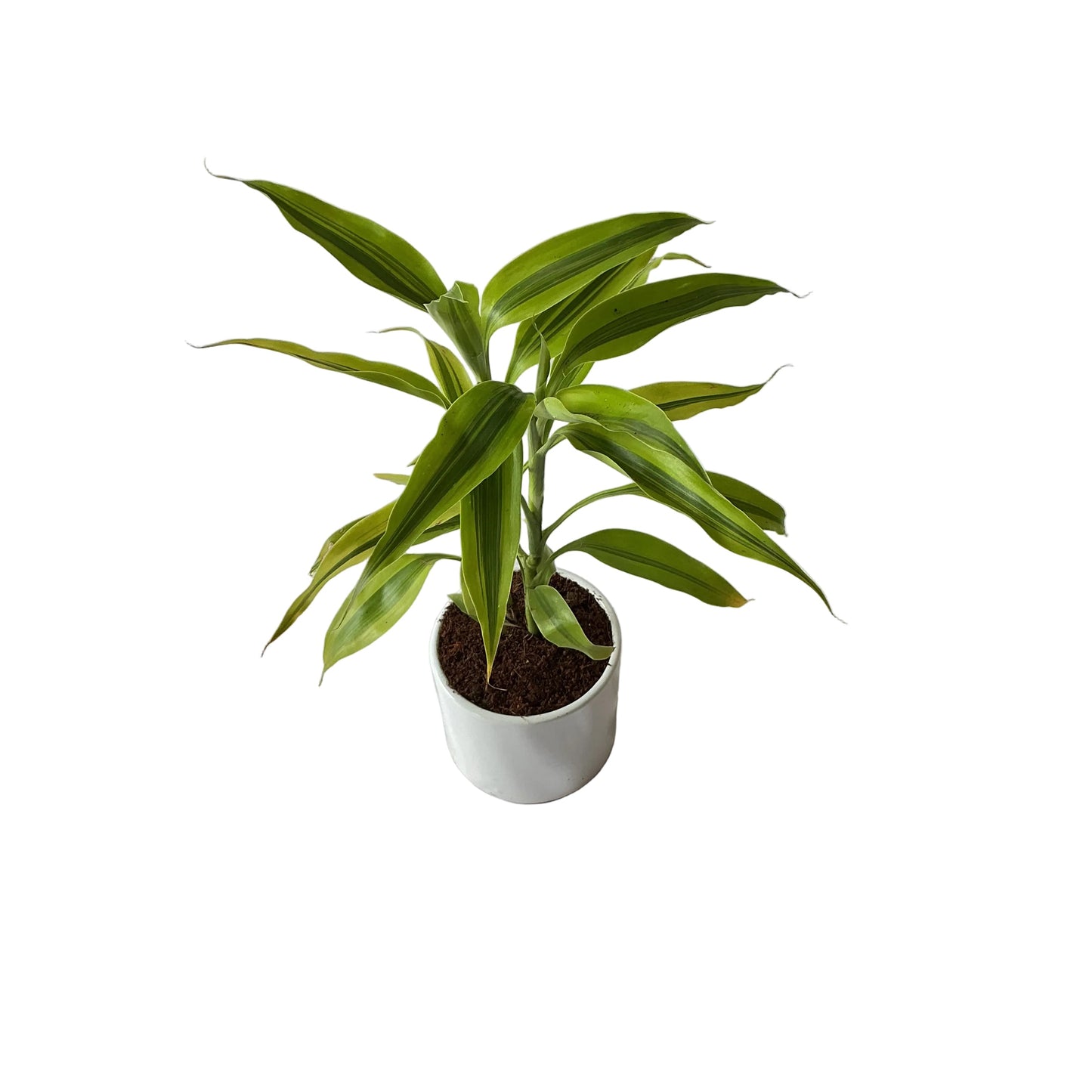 Golden lucky bamboo 4 inch white ceramic pot