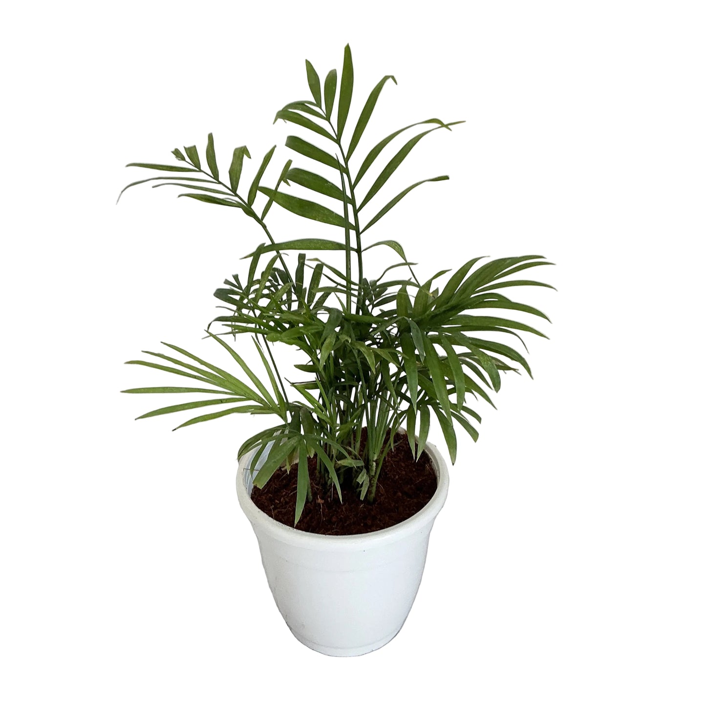 Chamaedorea plant in 5 inch white classic pot