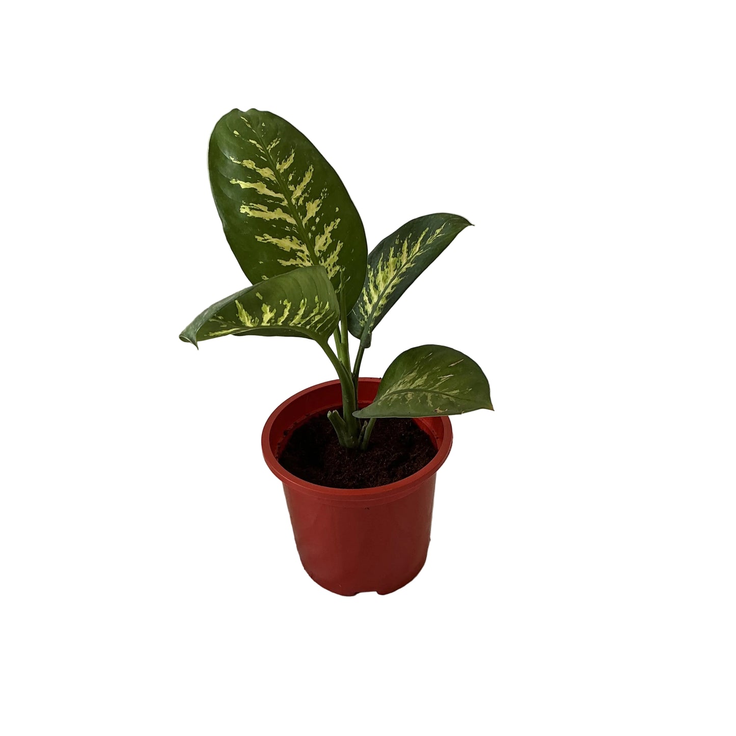 Dieffenbachia Plant In 8 Inch Red Nursery Pot