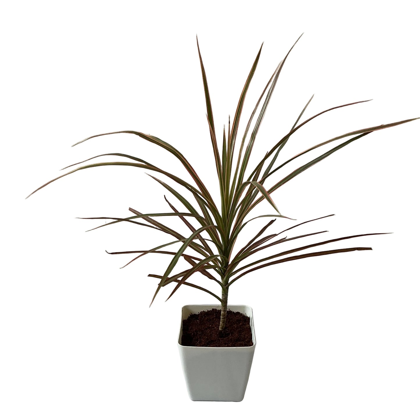 Dracaena Chloroma Plant In 4 Inch Orchid White Square Pot