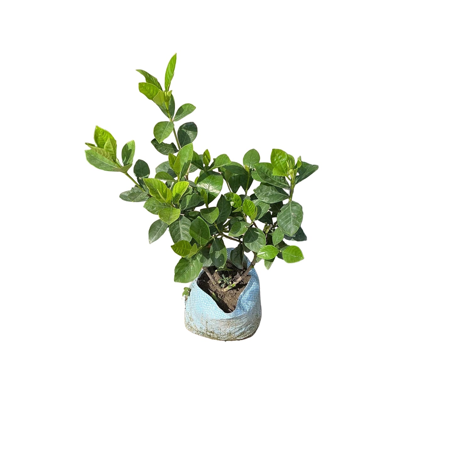 Gandhraj Flower Plant In 6 Inch Nursery Pot