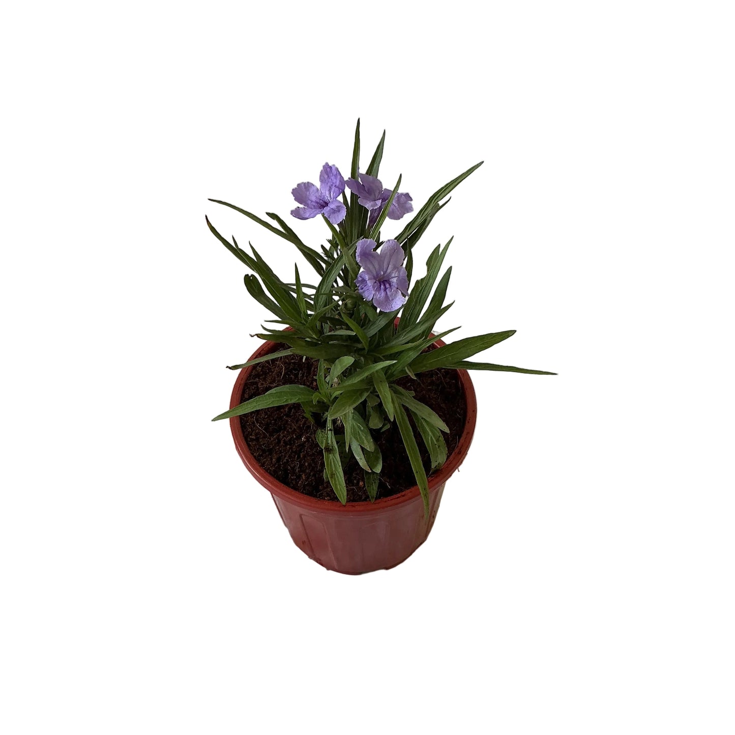 Ruelliya Flower Plant In 6 Inch Red Nursery Pot