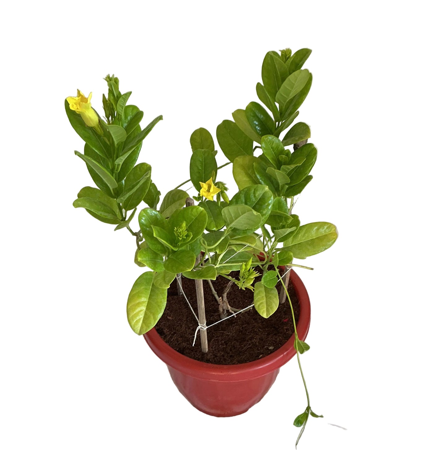 Allamanada Flowers Plant in 10 inch classic red pot.