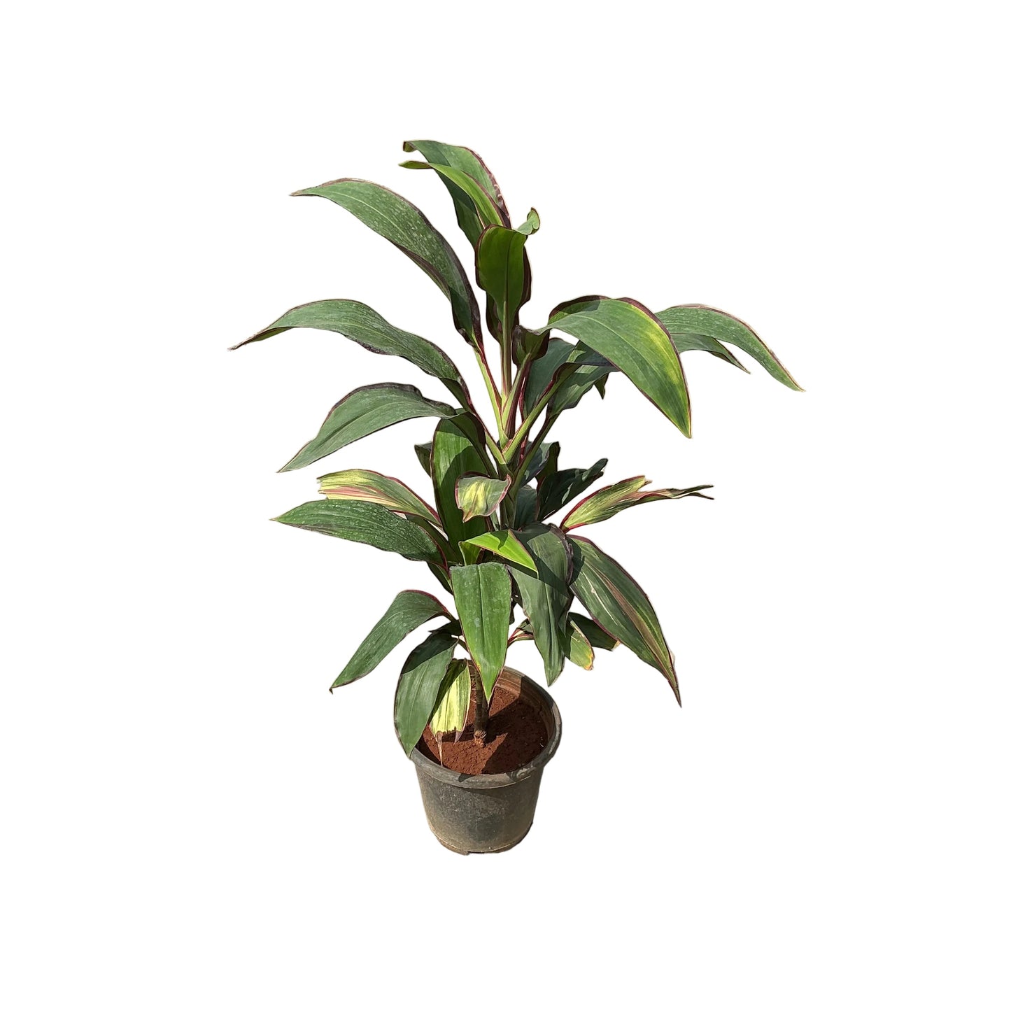 Dracaena Mahatma Plant In 8 Inch Nursery Pot