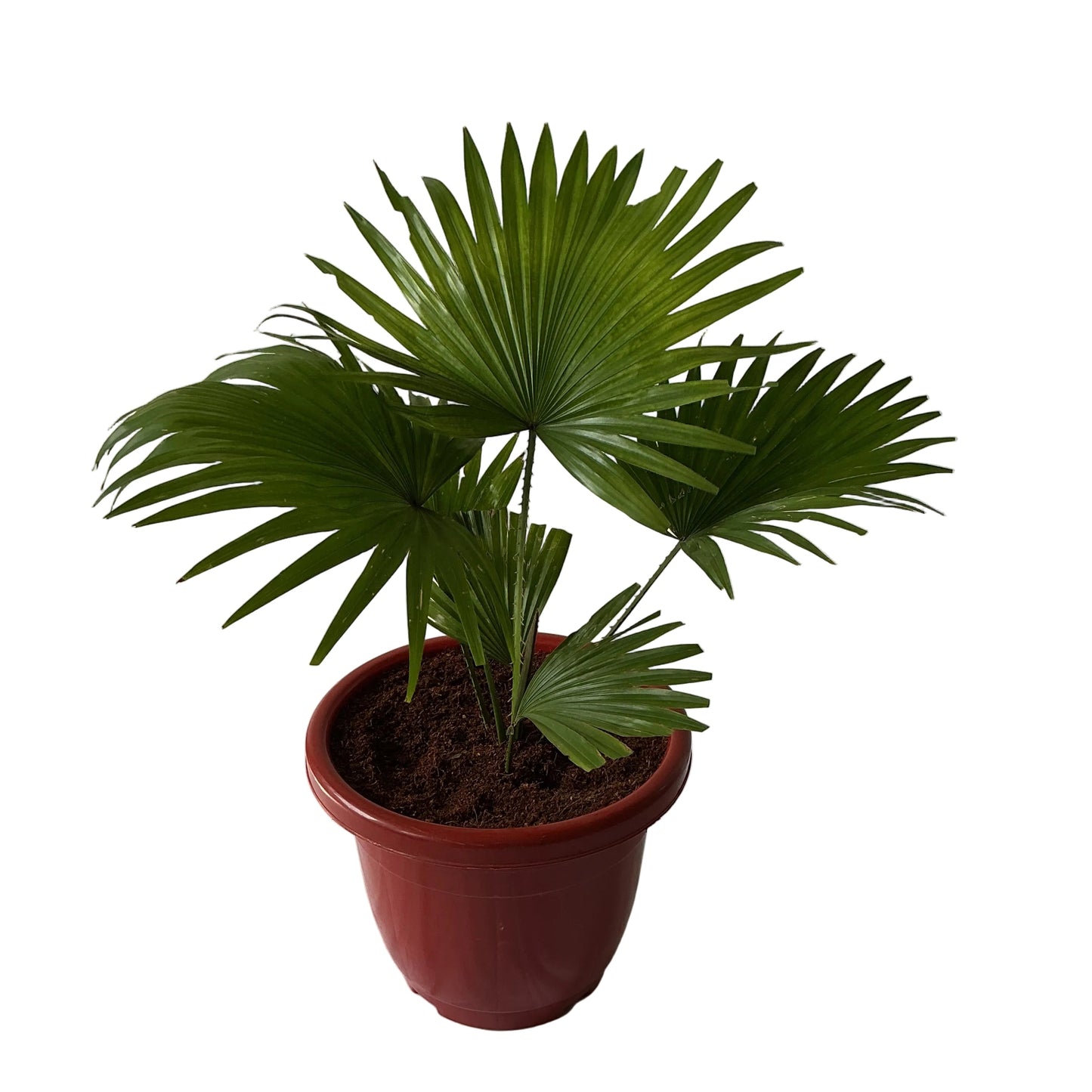 China Palm In 10 Inch Red Classic Pot