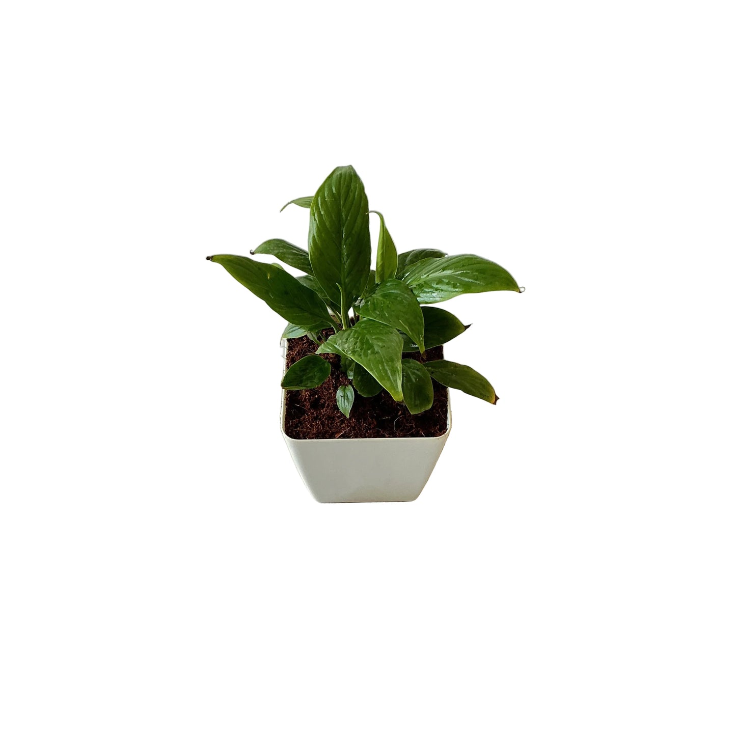 Peace lily plant in 4 inch white orchid square pot